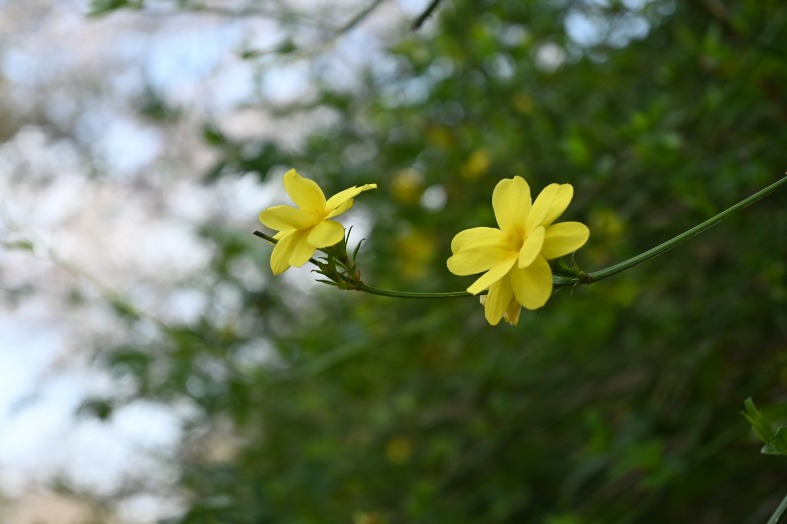 Gelbe Blumen blühen vor grünem Hintergrund
