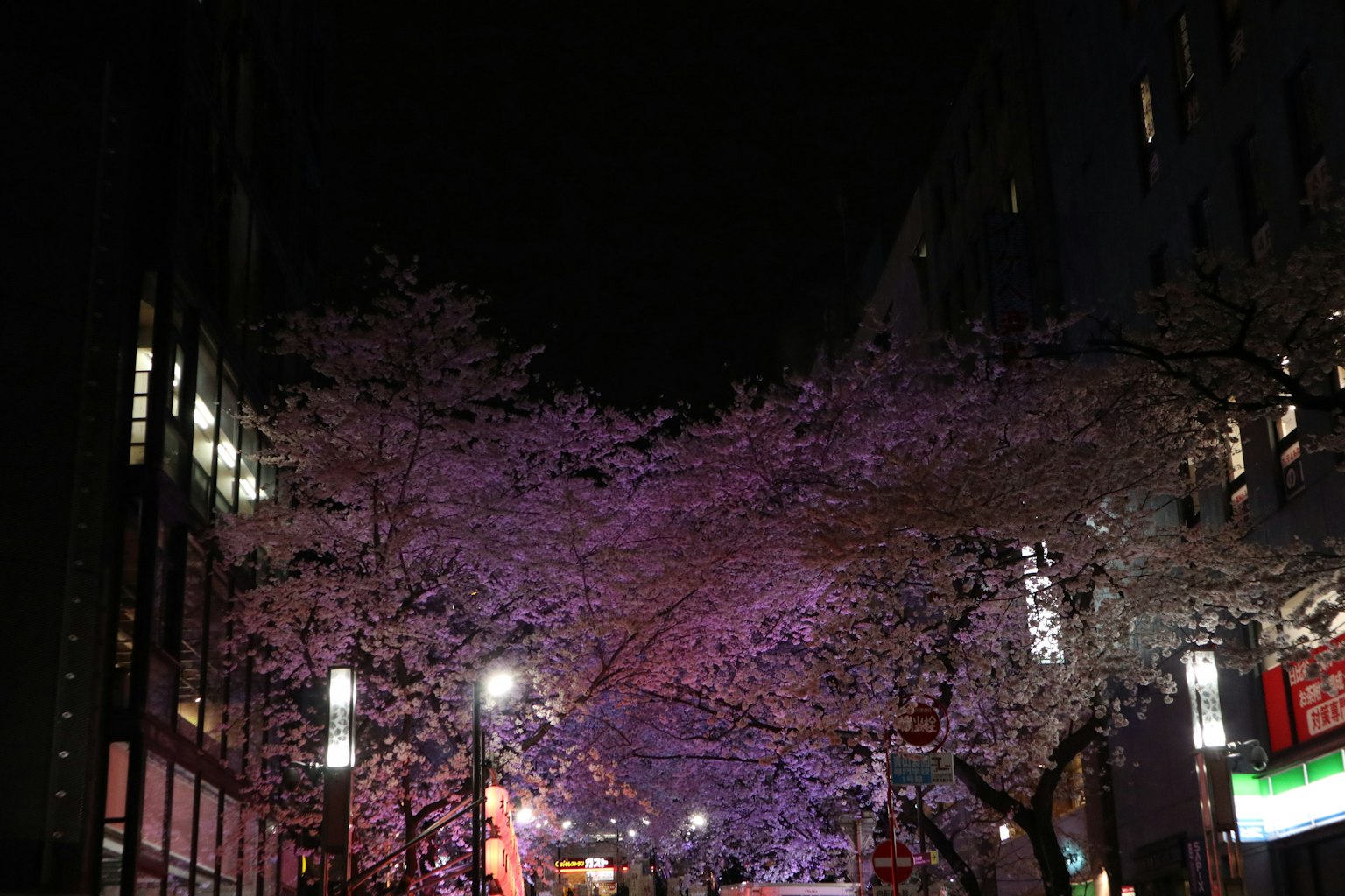 夜间樱花美景，街道上被紫色照亮的樱花