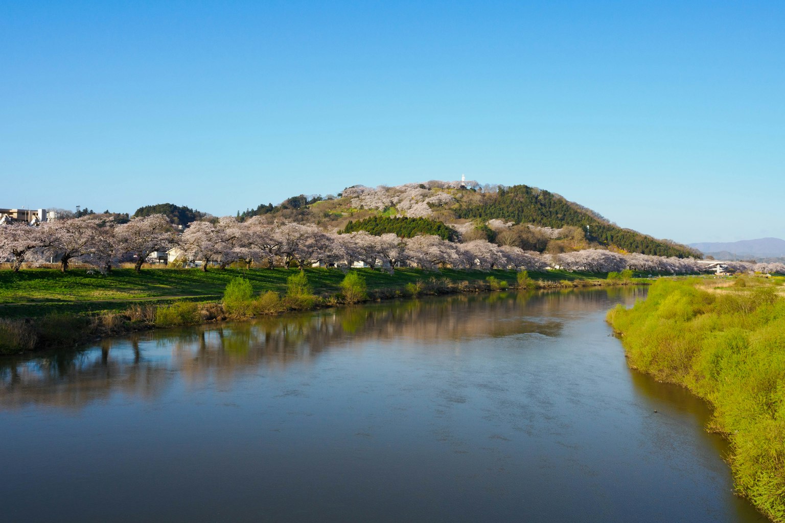 Beautiful landscape of cherry blossom trees and river under blue sky