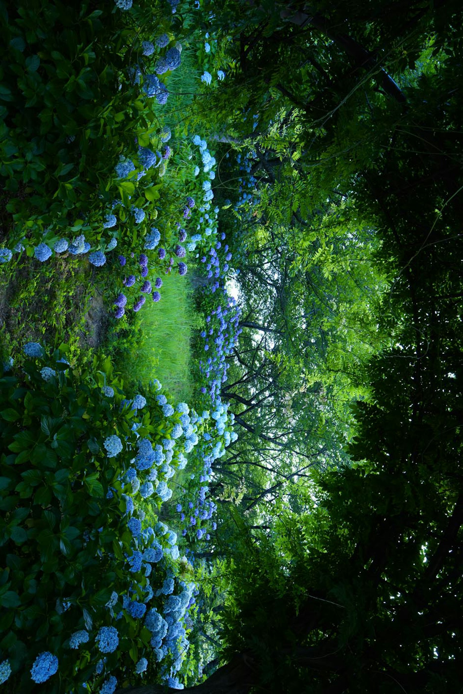 A serene forest path lined with blooming blue flowers and lush greenery