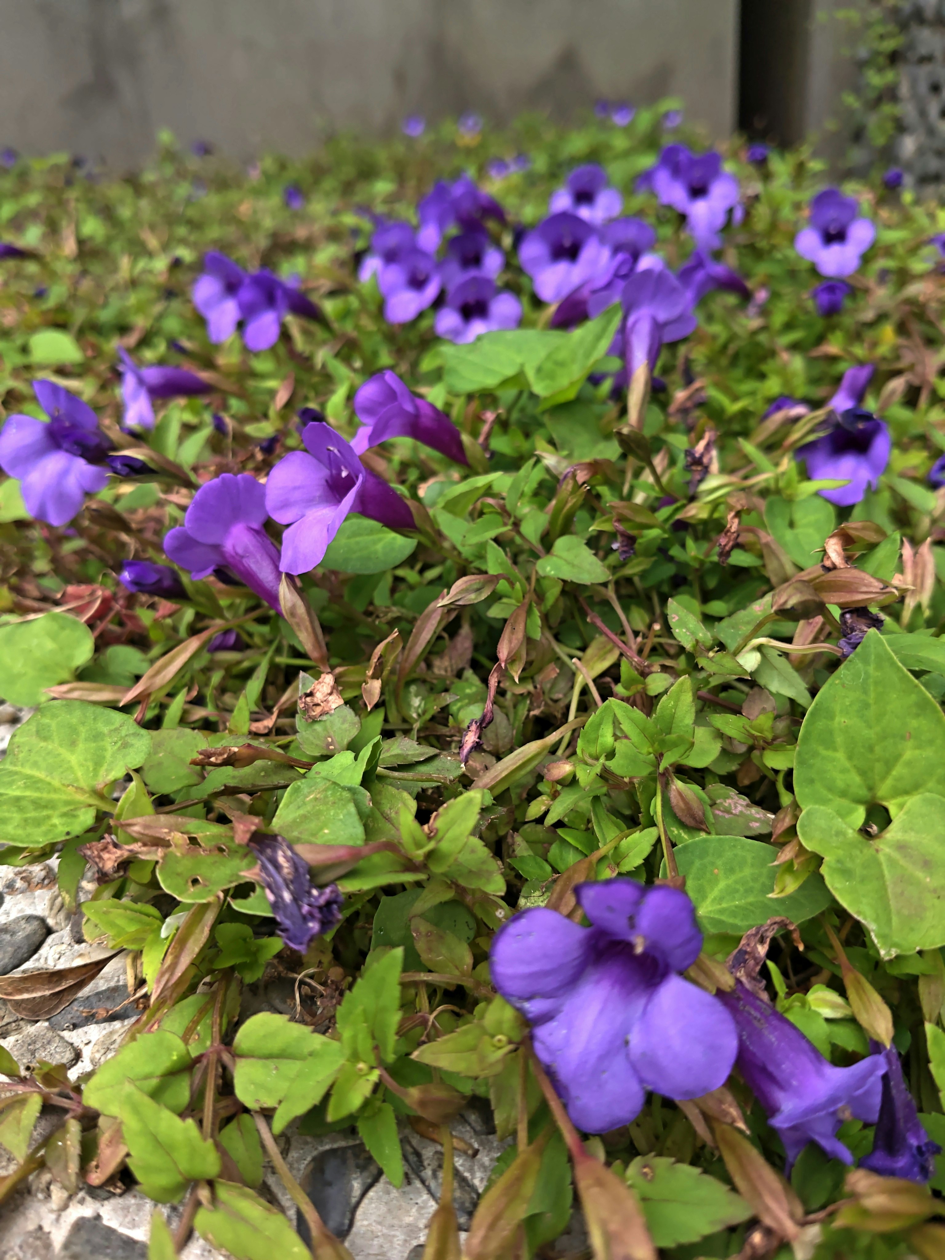 紫の花が咲く花壇のグリーンと落ち葉のある地面