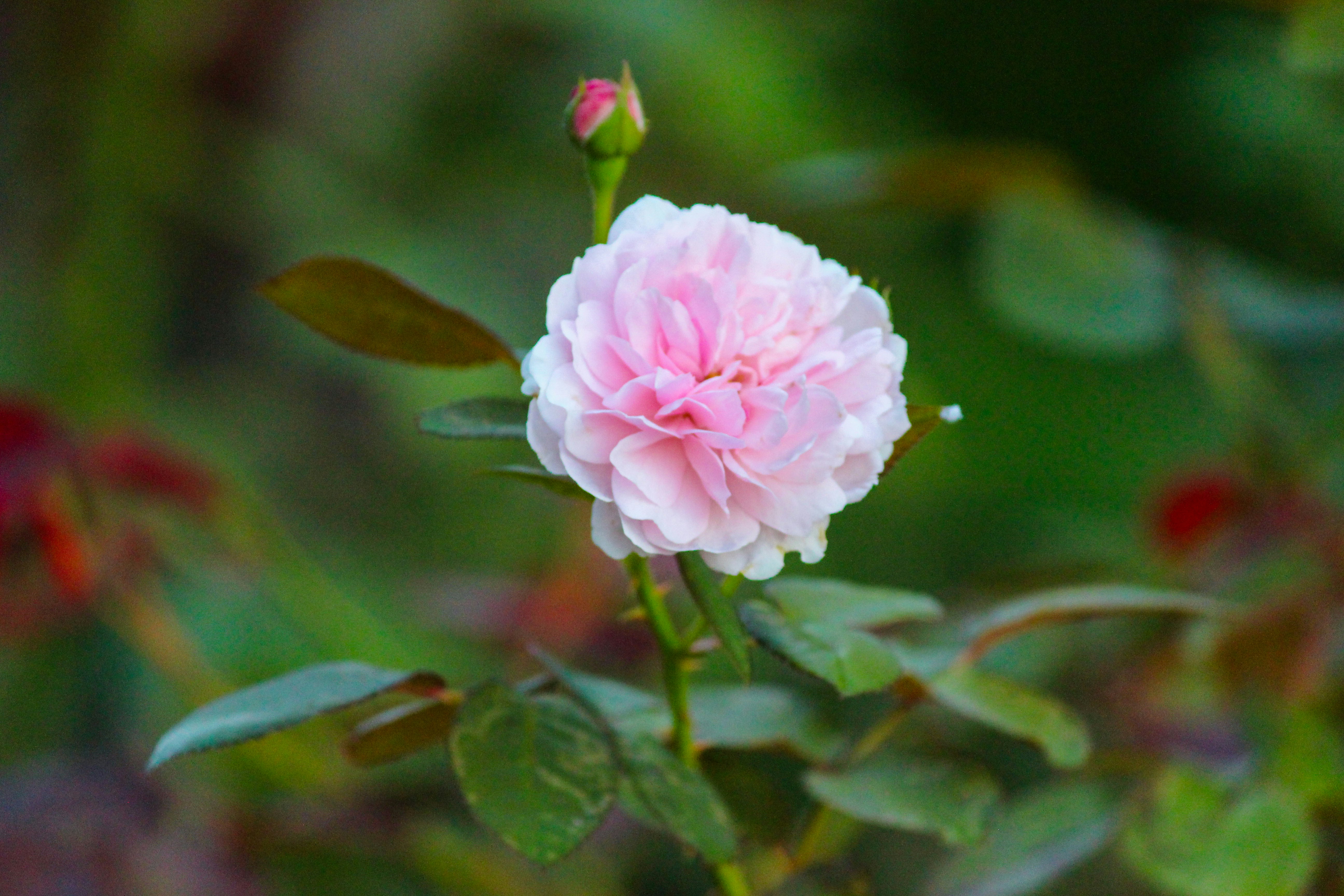 公園のピンクのバラの花