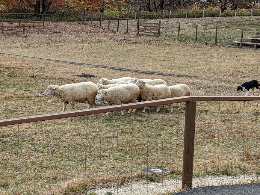 Sheep grazing in a fenced pasture with a dog