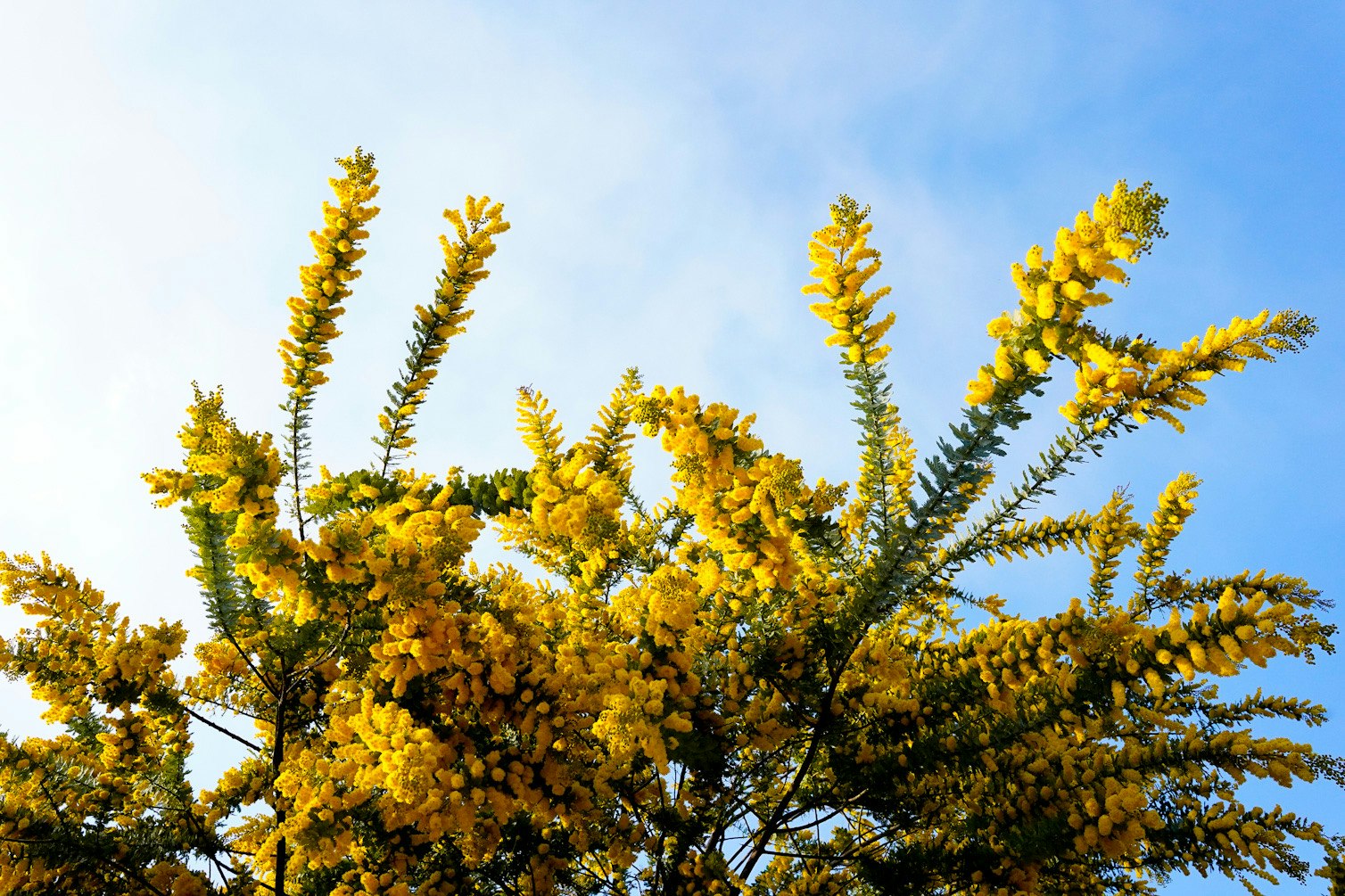 Bunga mimosa kuning dengan langit musim semi biru