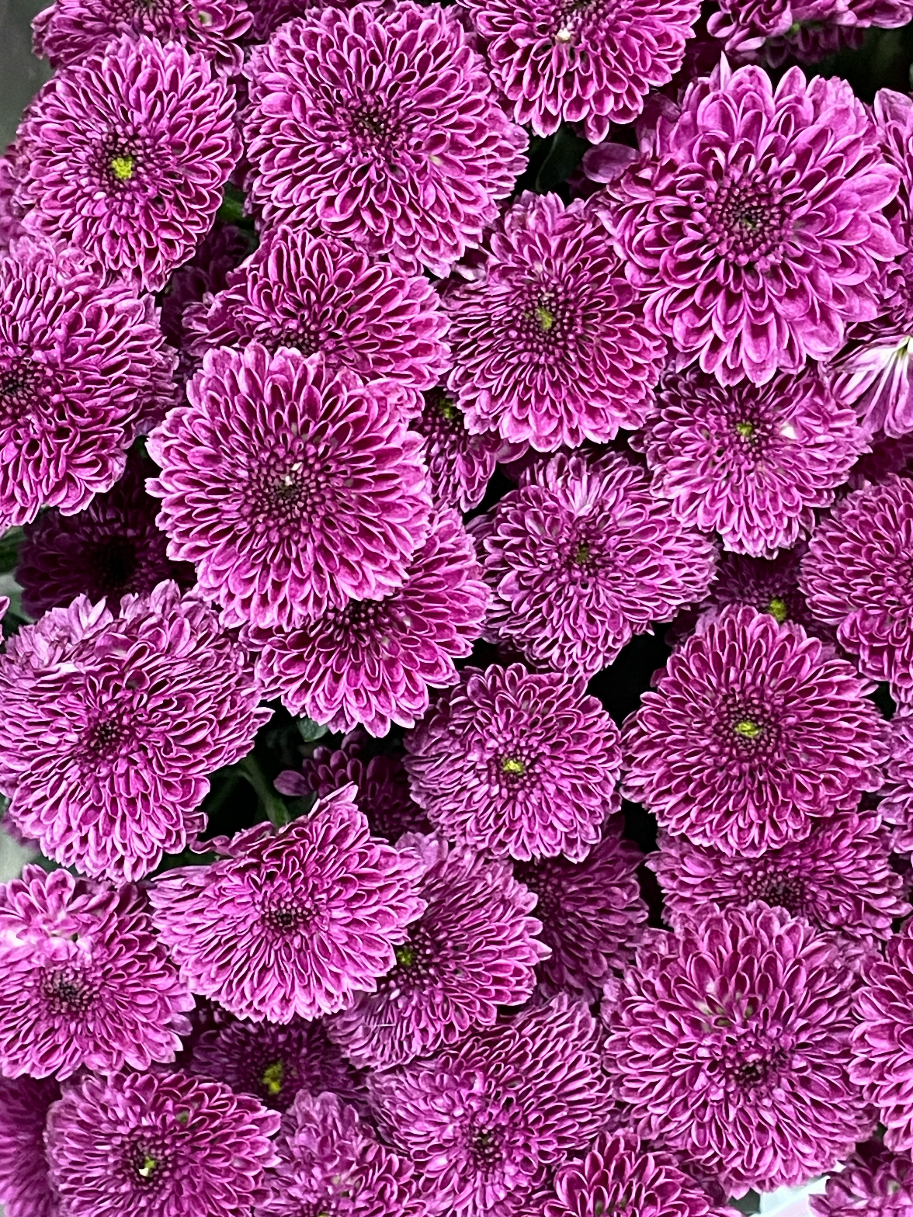 紫の菊の花が密集して咲く花畑