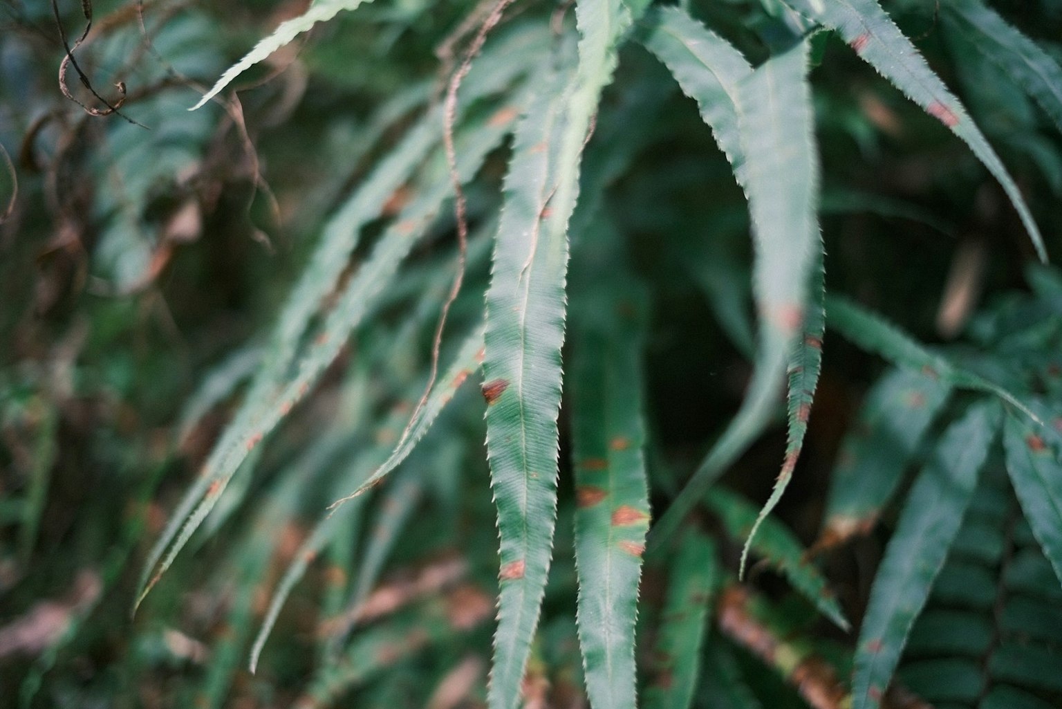 特寫照片顯示一株具有獨特綠色葉子的植物