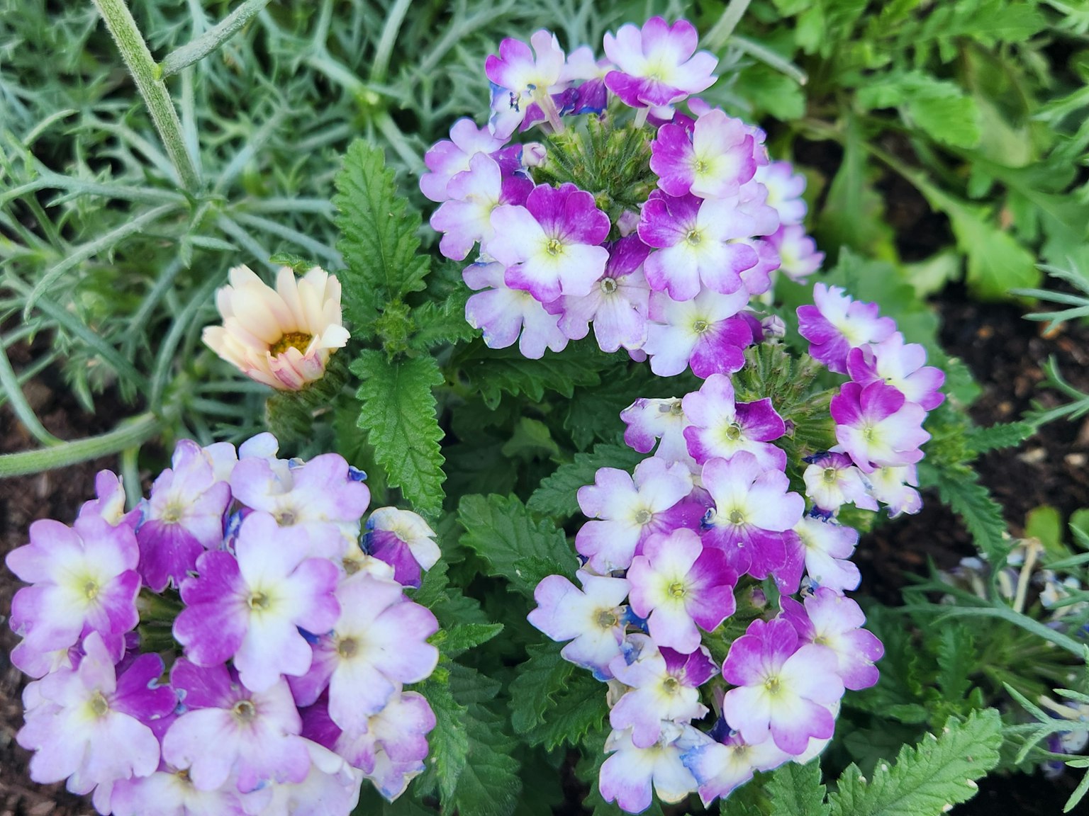 Groupe de fleurs violettes et blanches avec des feuilles vertes dans un jardin