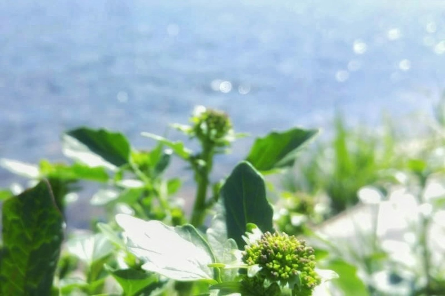 Grüne Pflanze und Blumen am Wasser