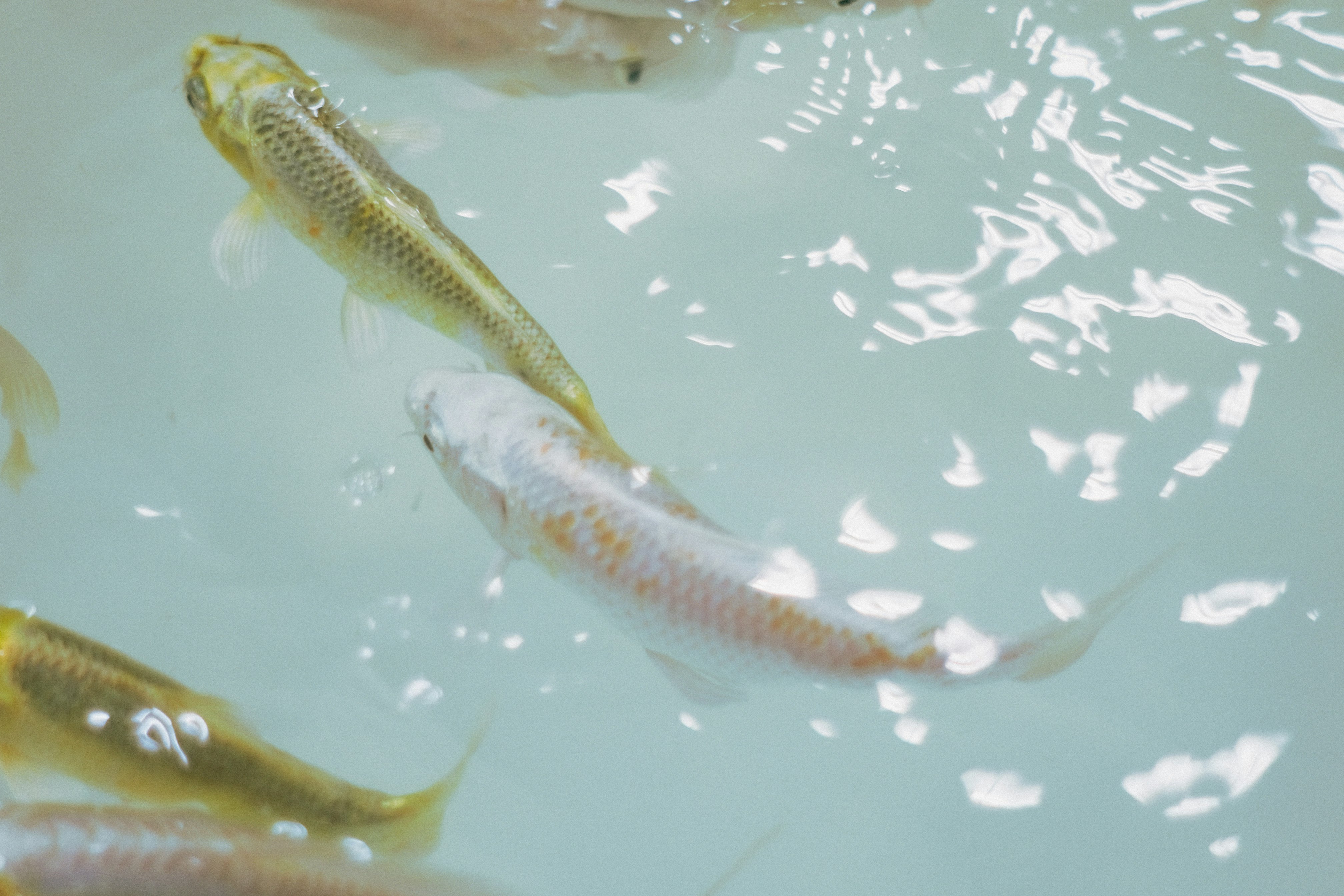 水下游動的一群魚