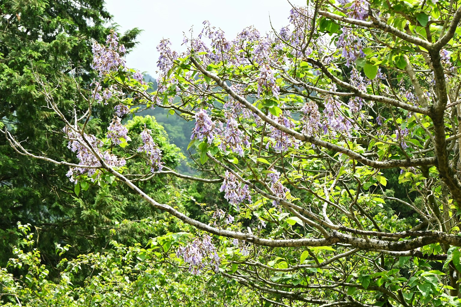 Branches of a tree with purple flowers surrounded by green leaves