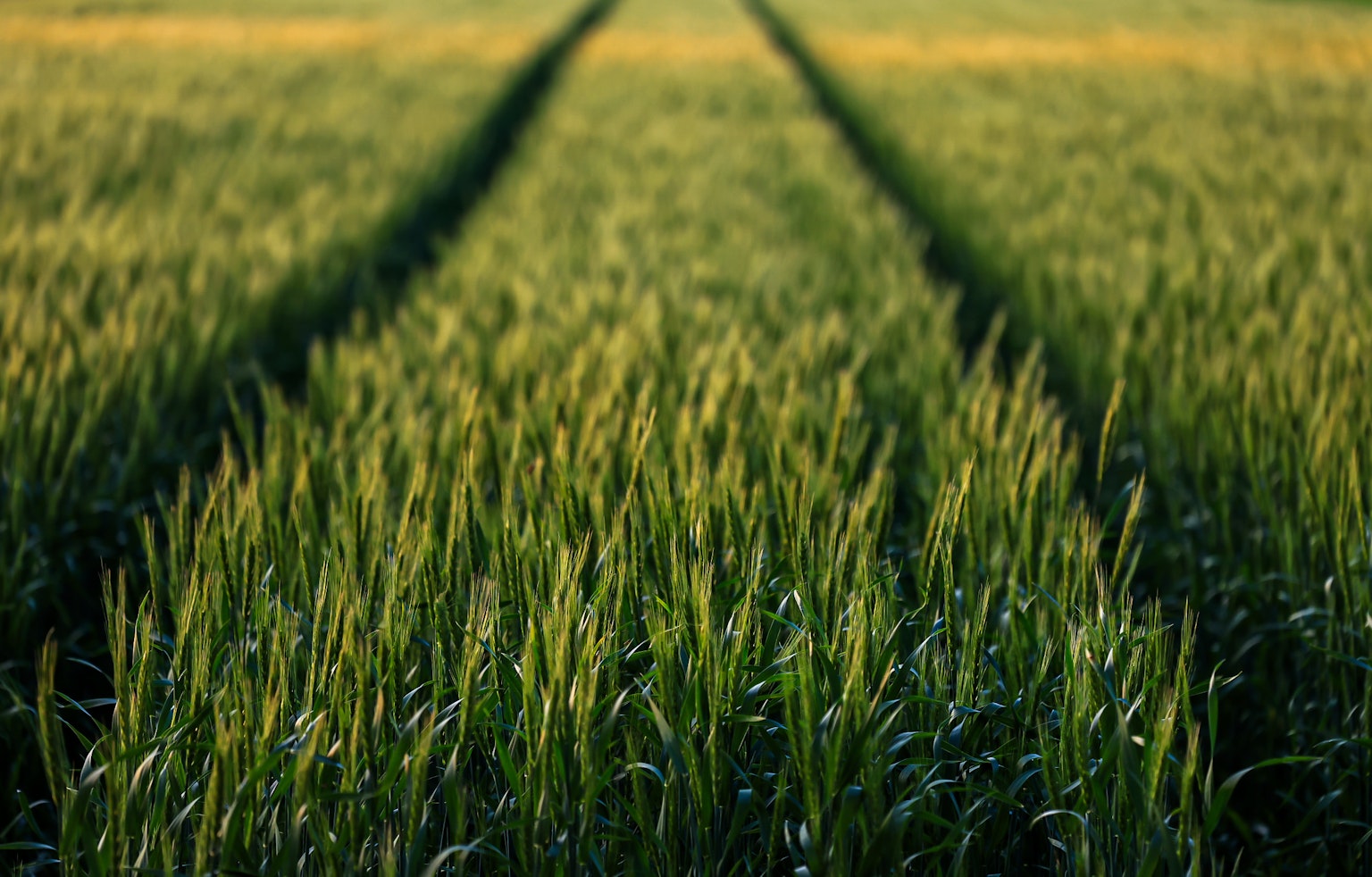 Ein Feld mit grünen Pflanzen und Fahrzeugspuren