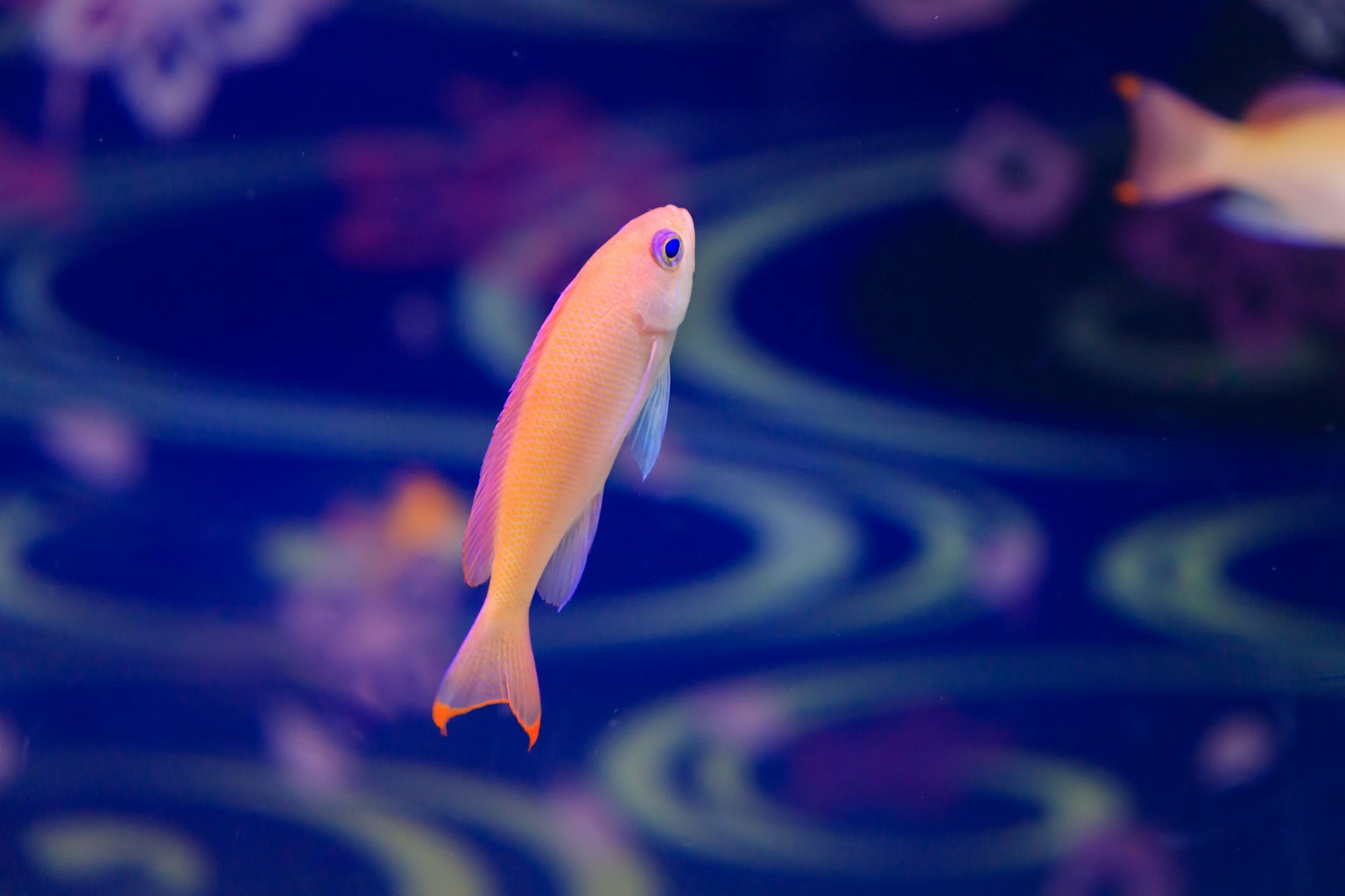 Lebendige Abbildung eines orangefarbenen Fisches, der im blauen Wasser schwimmt