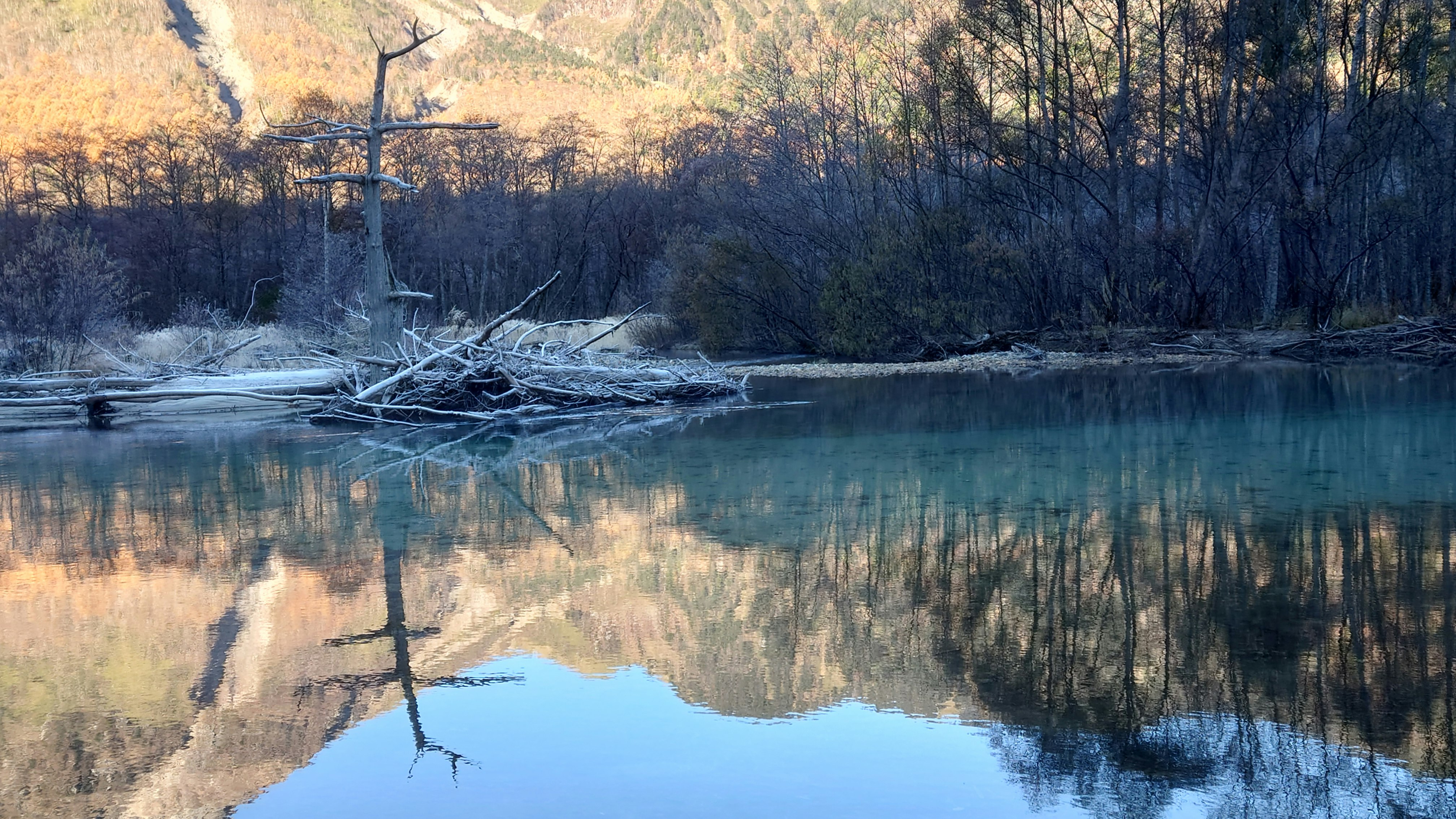 寧靜河岸的靜水與枯木倒影