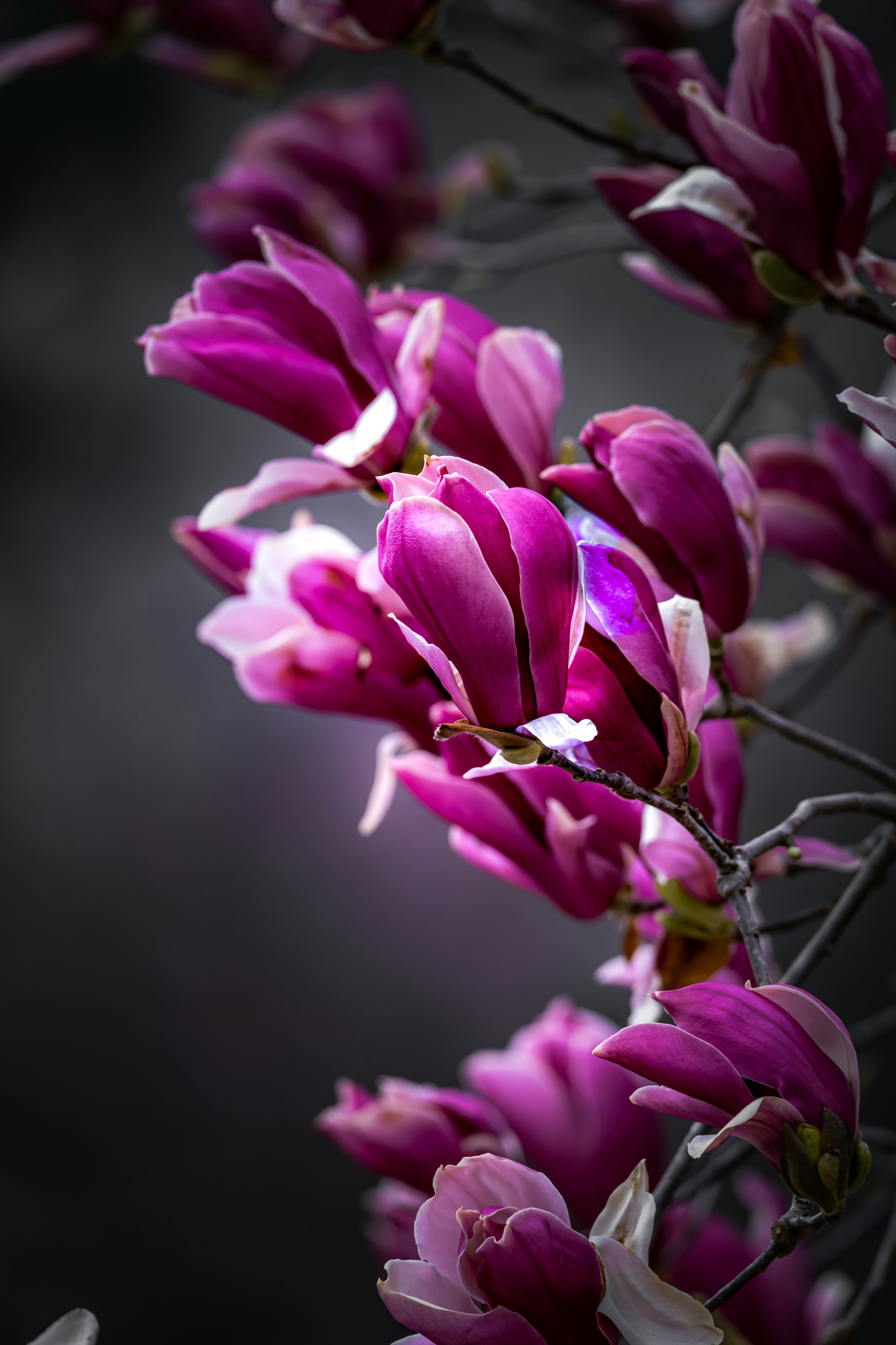 primo piano di fiori viola in primavera su un ramo