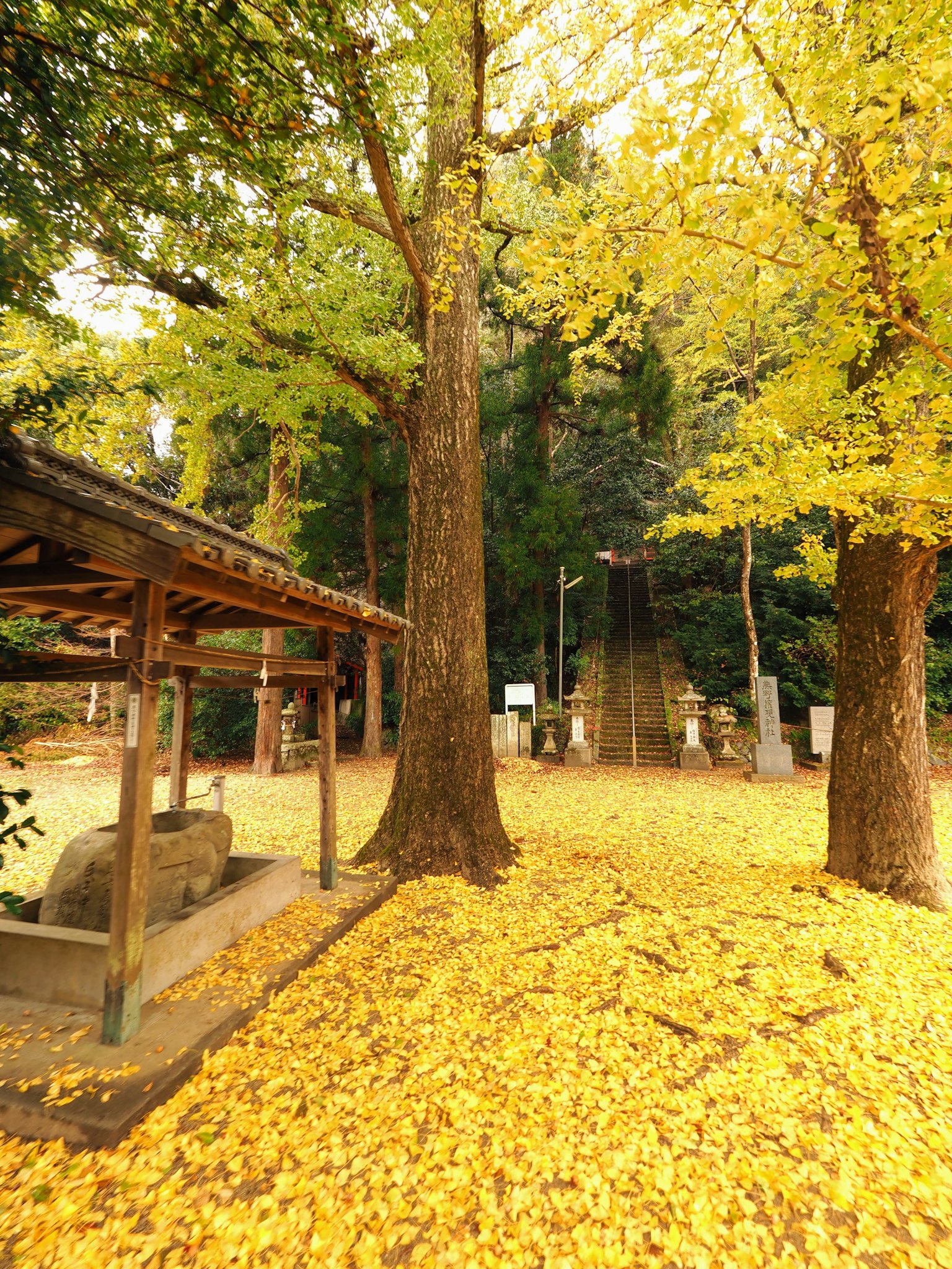 ทิวทัศน์สวนที่เงียบสงบพร้อมกับใบไม้สีเหลืองสดใสปกคลุมพื้น