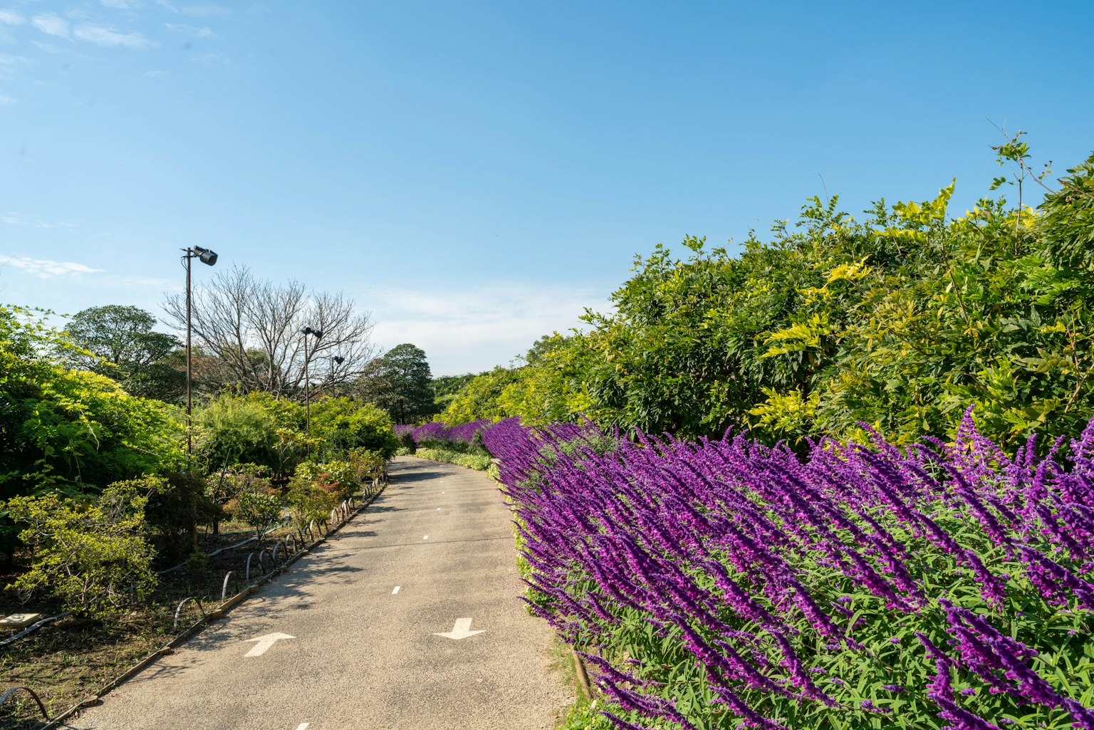 Pathway lined with vibrant purple flowers under a clear blue sky
