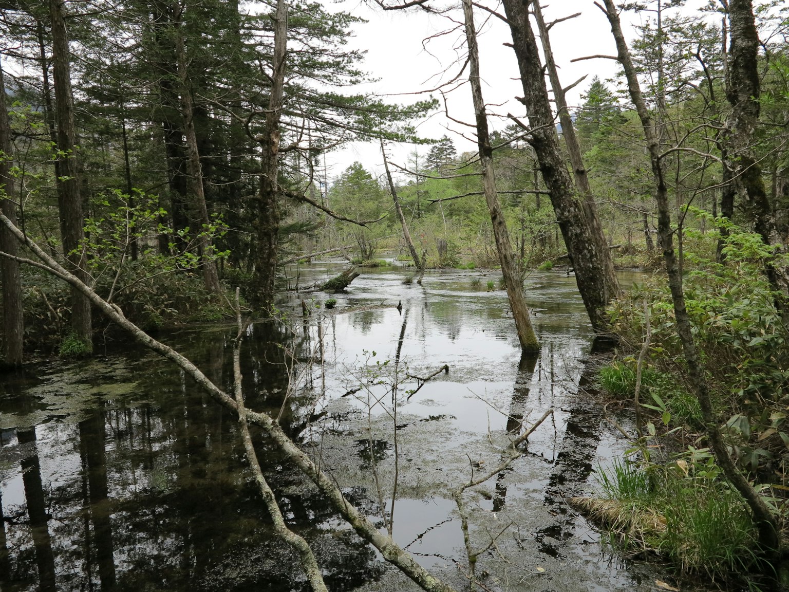 Paysage de marais serein avec des reflets d'arbres et une surface d'eau verte