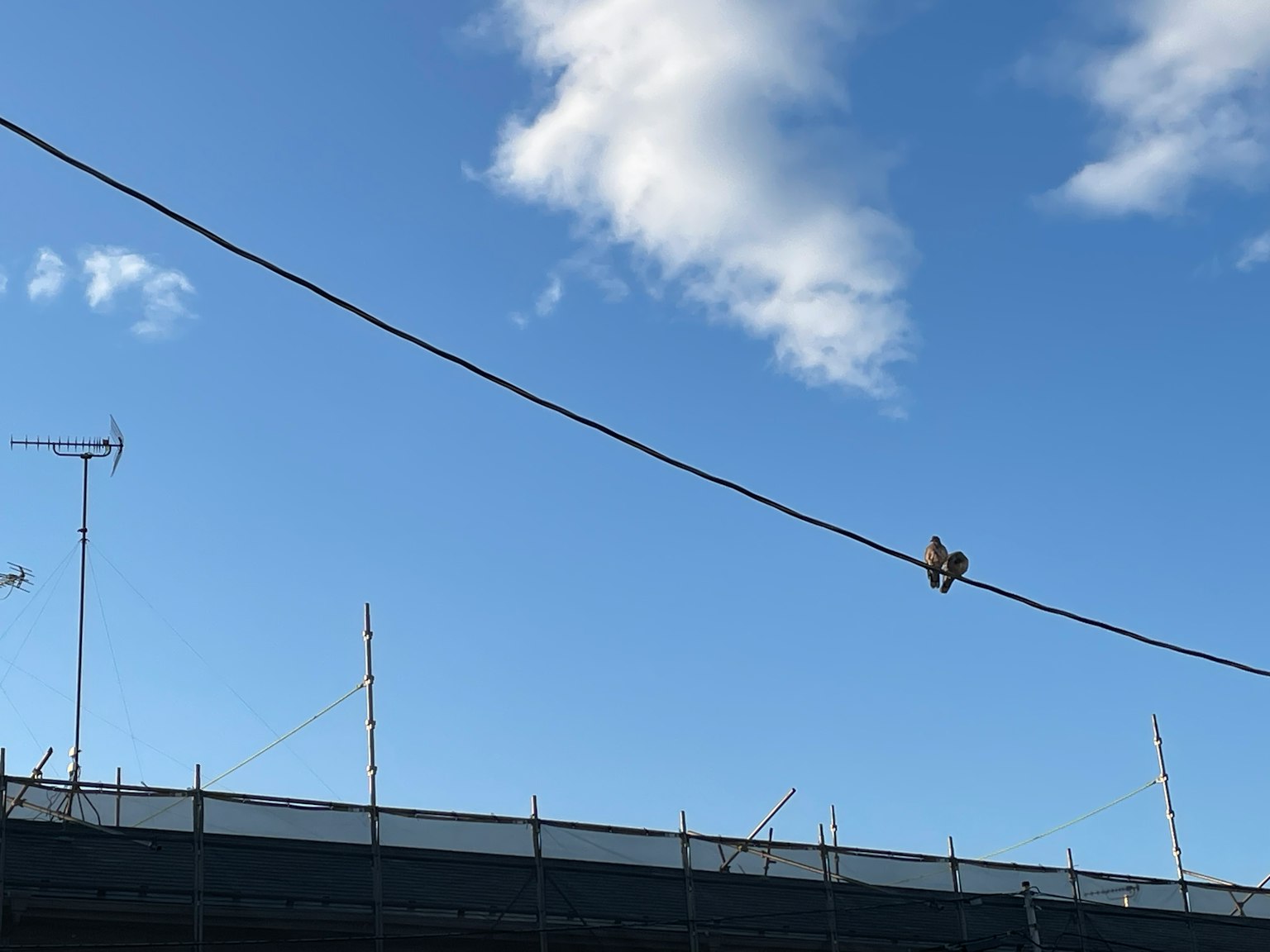 Seekor burung kecil bertengger di kabel listrik dengan latar belakang langit biru dan siluet bangunan
