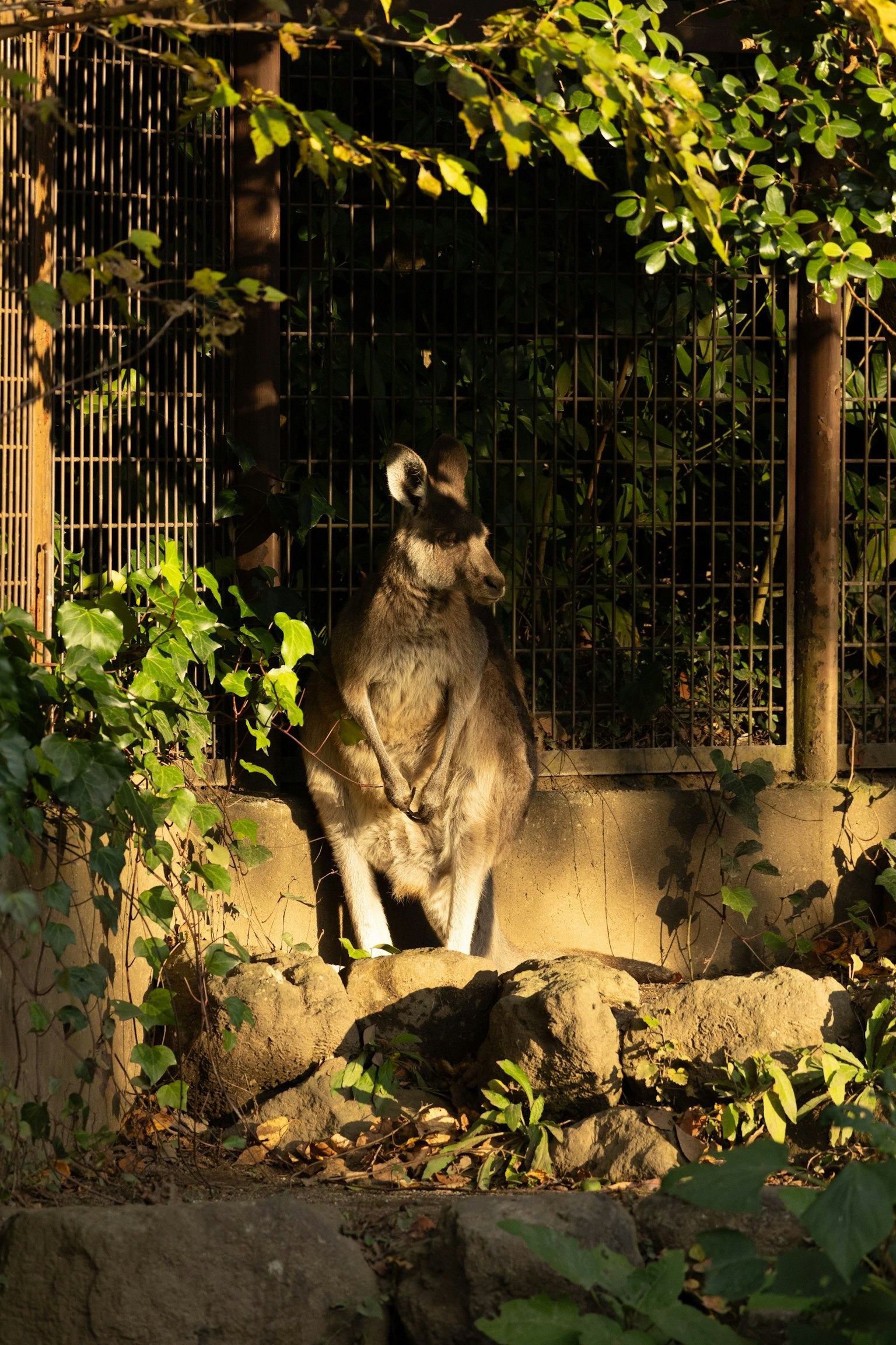 Ein Känguru steht im Sonnenlicht umgeben von grünen Blättern und einem Drahtzaun im Hintergrund