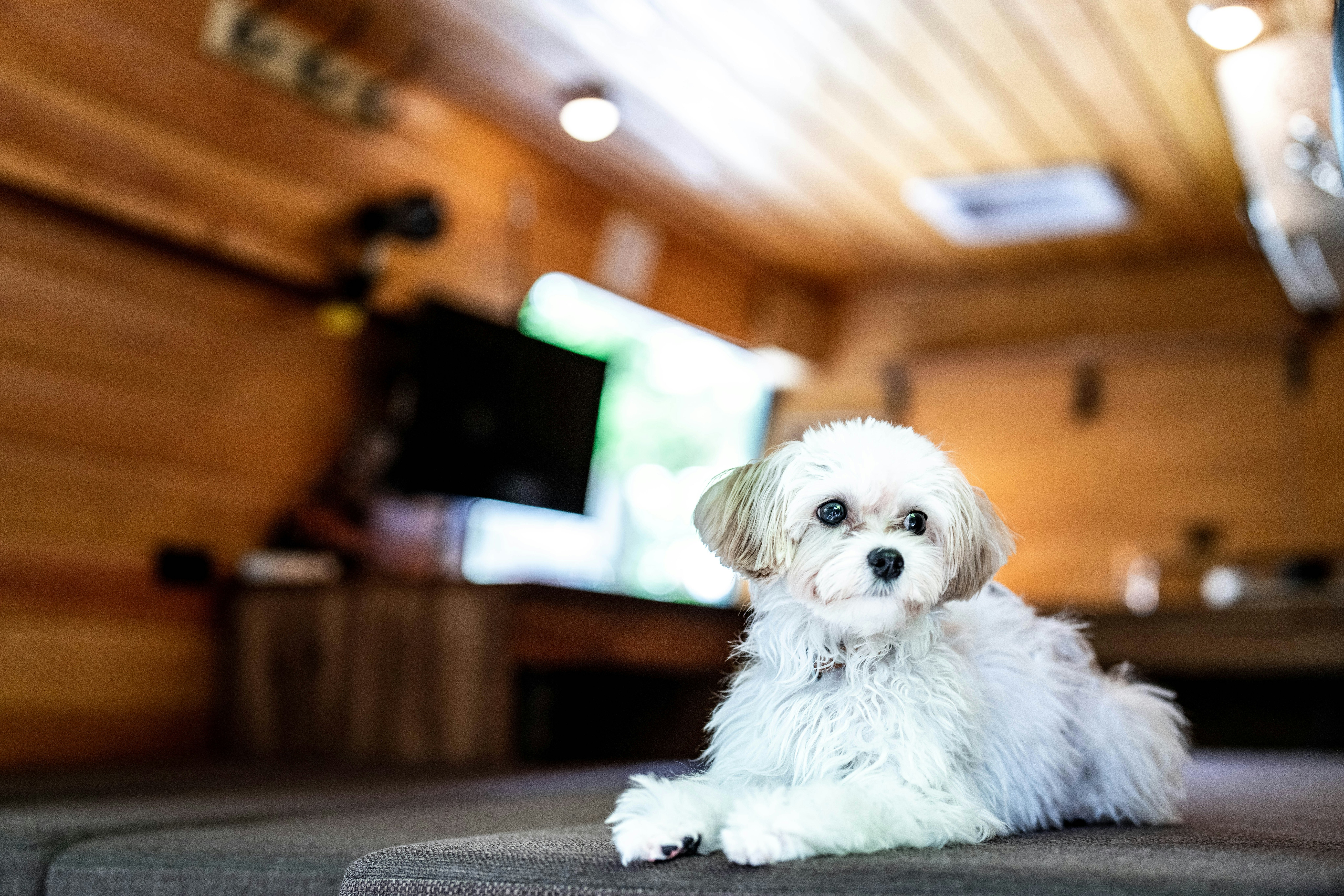 木の内装の中でくつろぐ白い犬