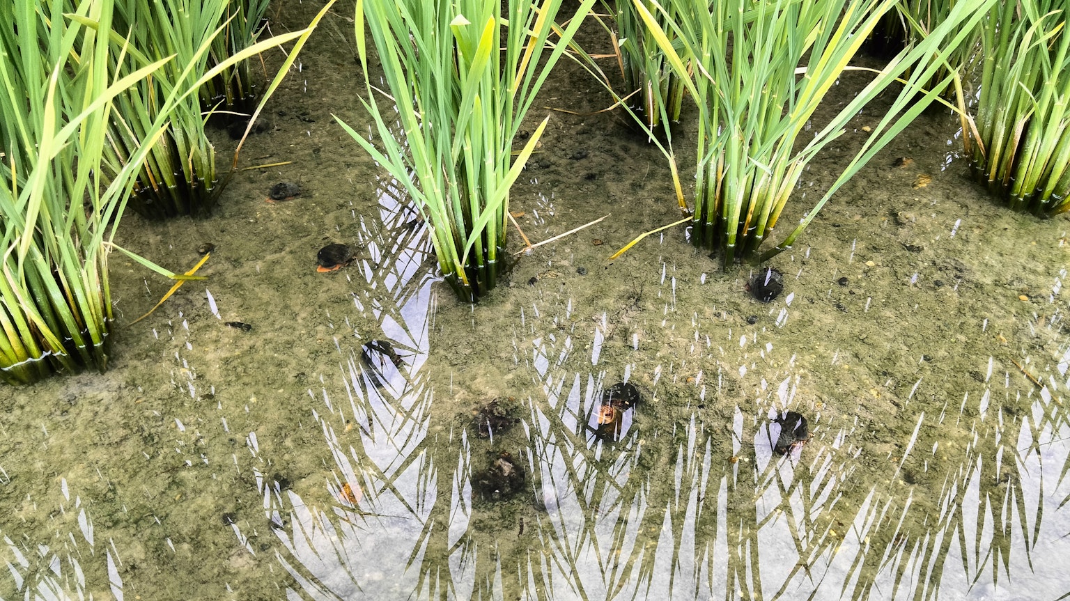 Un campo de arroz vibrante con plantas verdes y reflejos de agua claros