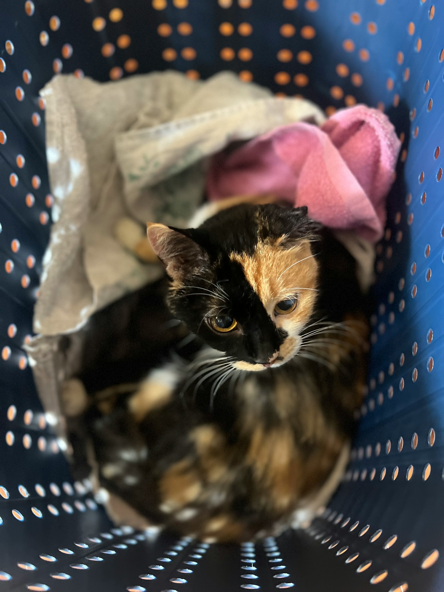 一只毛色多彩的猫蜷缩在洗衣篮里