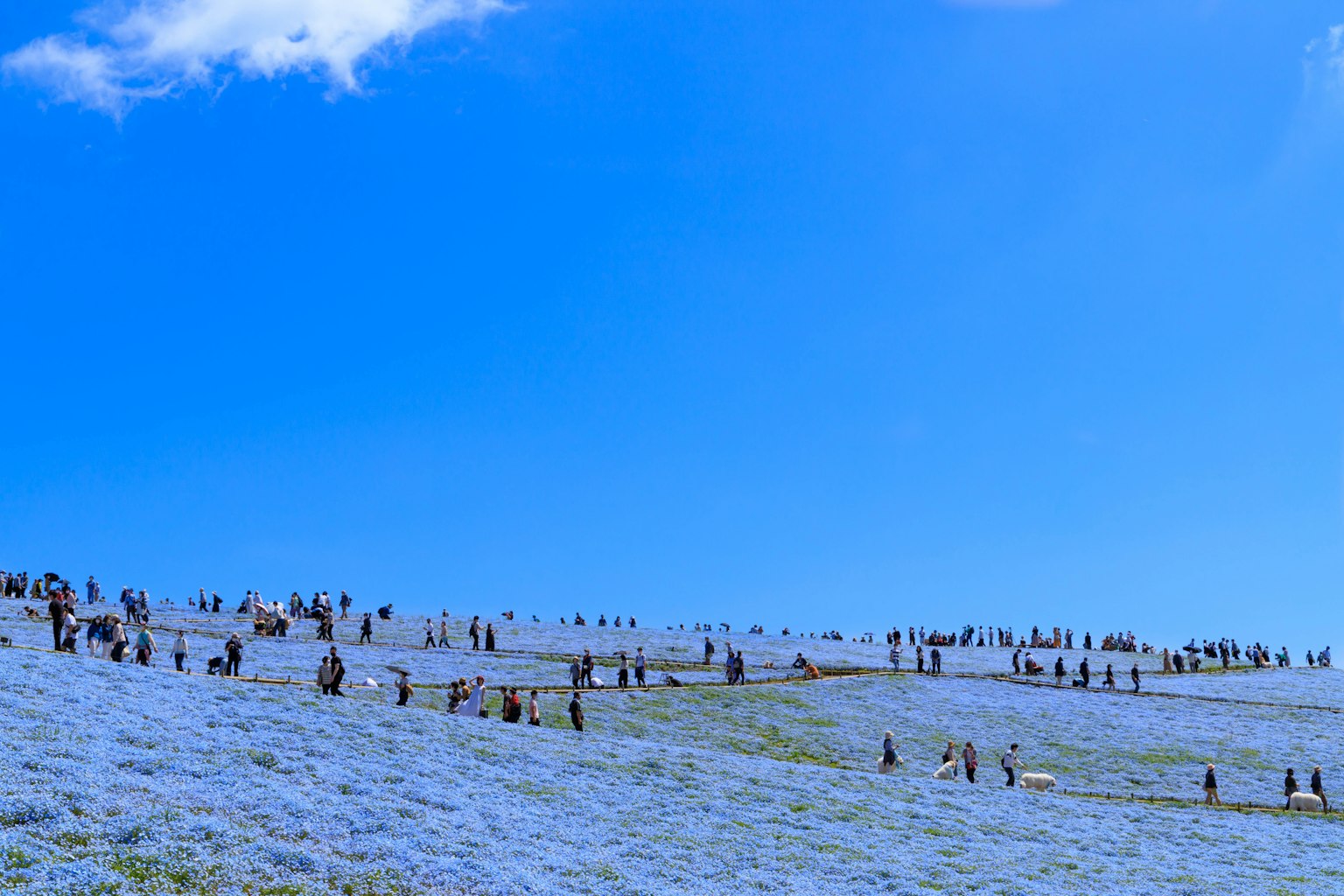 Orang-orang menikmati ladang luas bunga nemophila di bawah langit biru