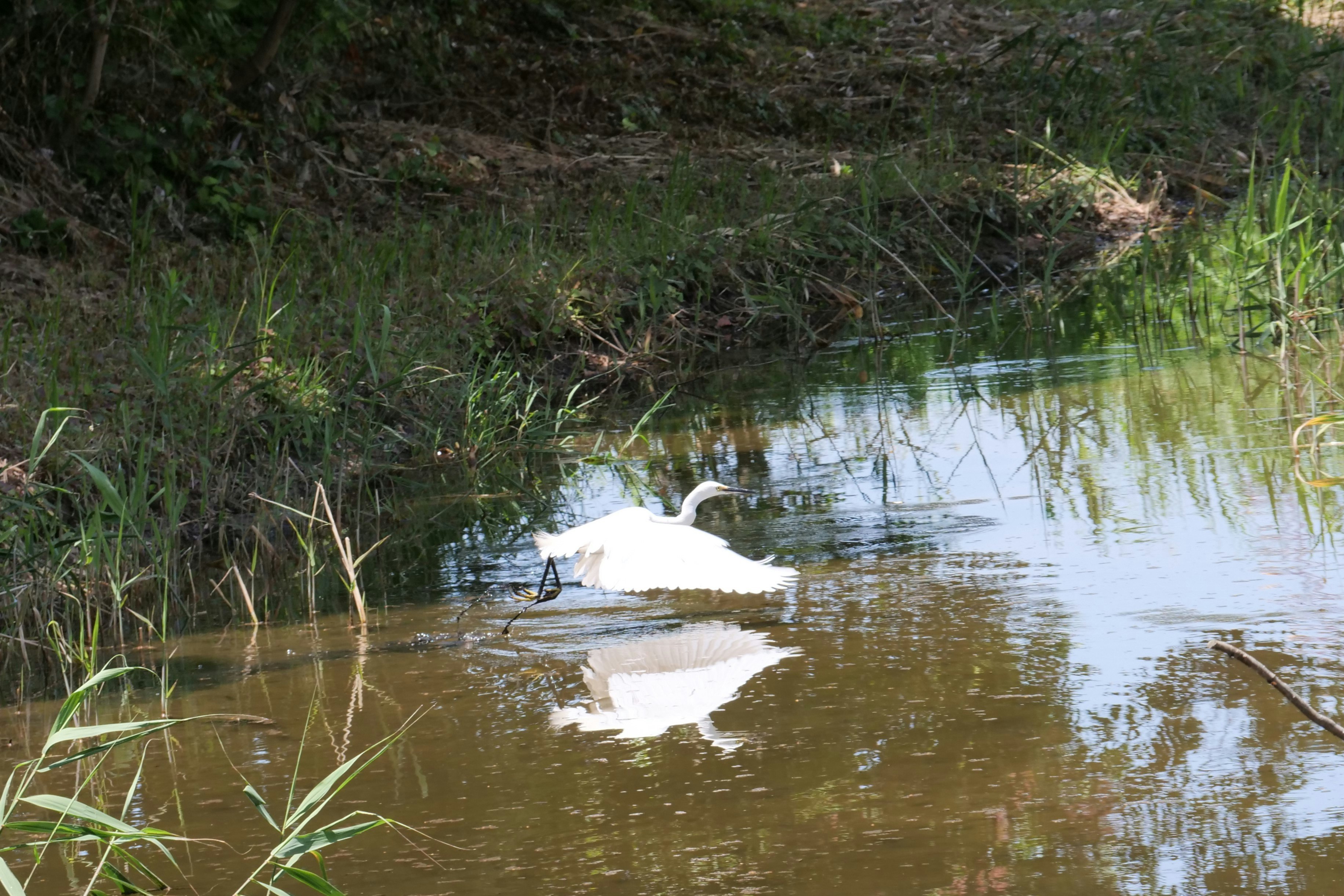 葛西臨海公園の沼地で白いダイサギが飛ぶ自然保護区の風景