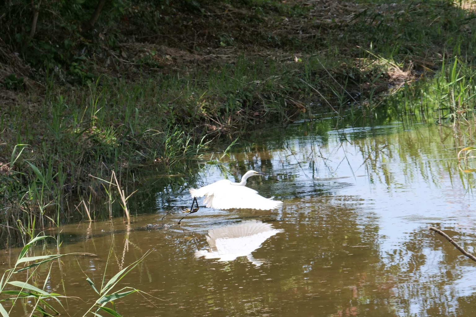 Un uccello bianco che scivola sull'acqua con riflessi in un ambiente sereno