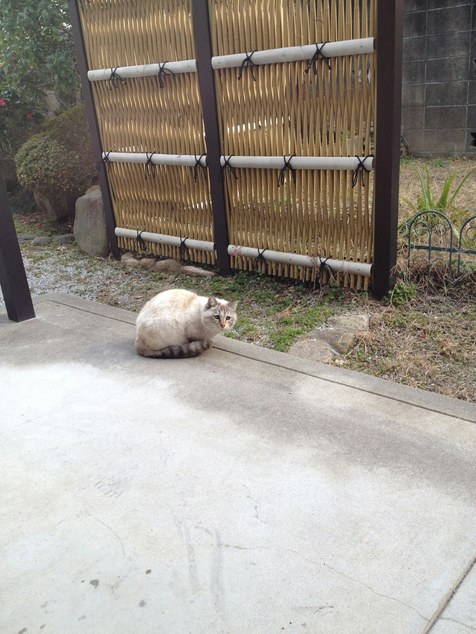 Un gatto bianco seduto su cemento in un giardino con una recinzione in bambù