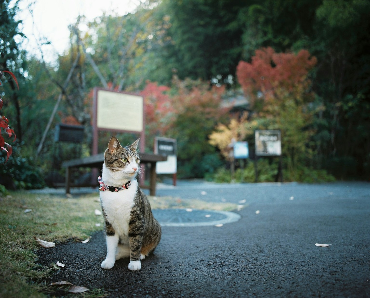 Un gato sentado en un camino del parque con hojas coloridas de fondo