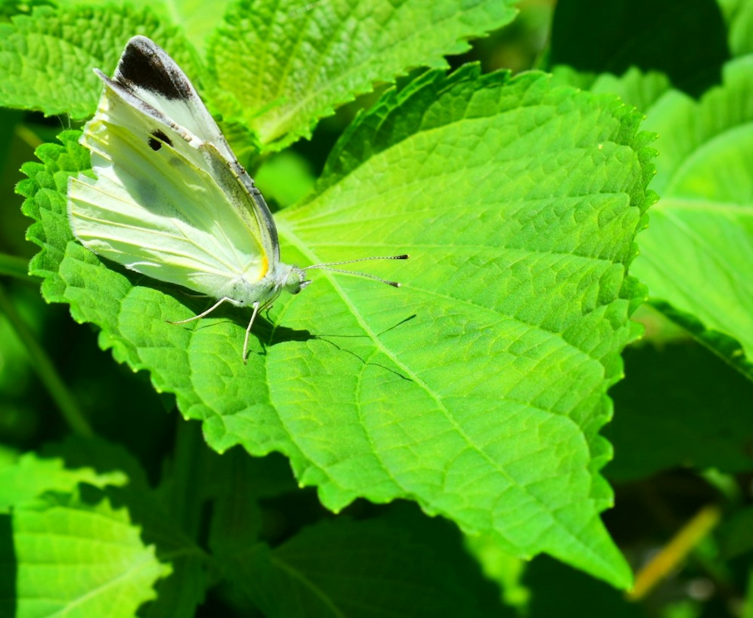 Una mariposa blanca posada sobre hojas verdes