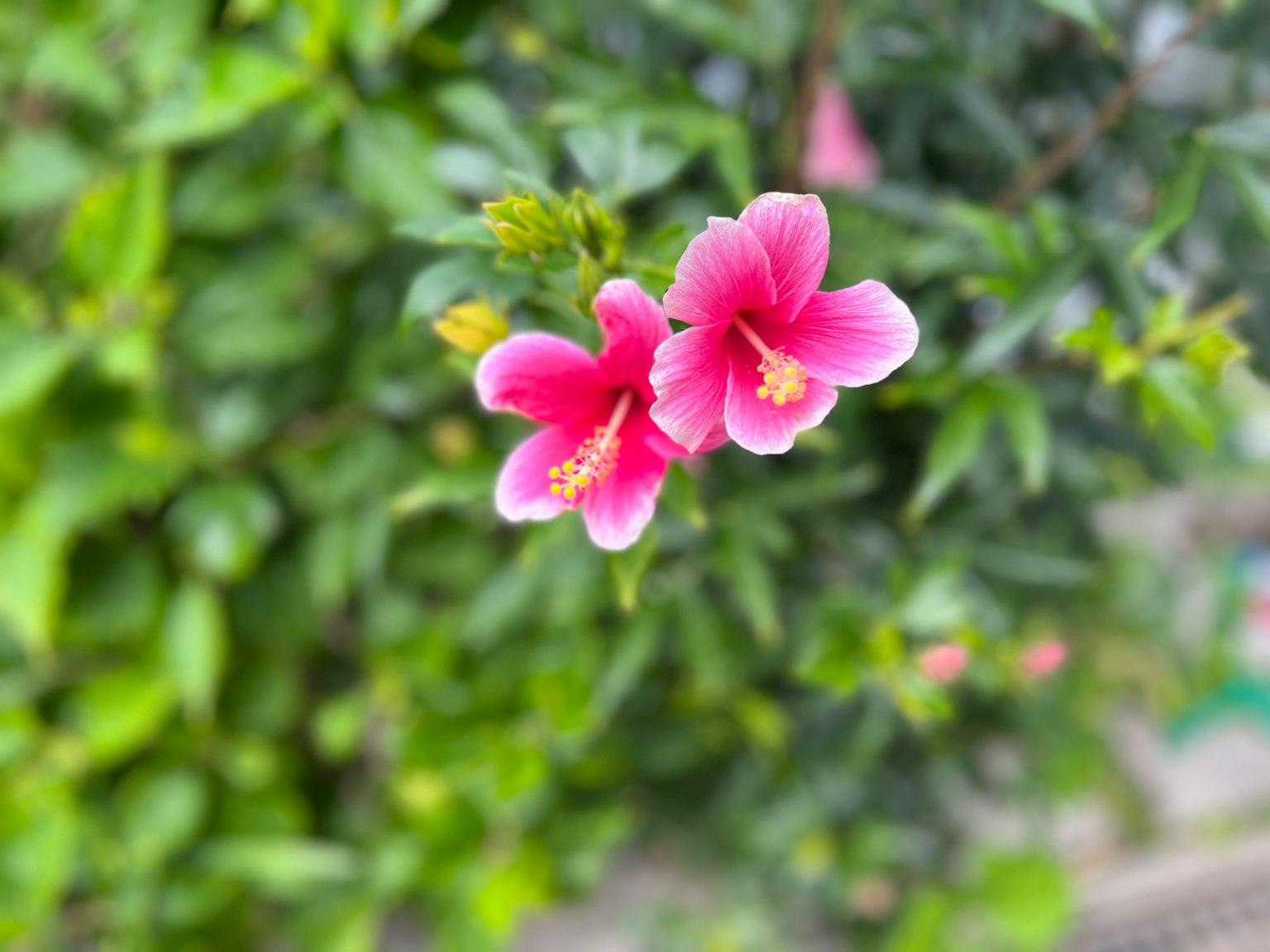 ดอกฮิบิสกัสสีชมพูสดใสเบ่งบานท่ามกลางใบไม้สีเขียว