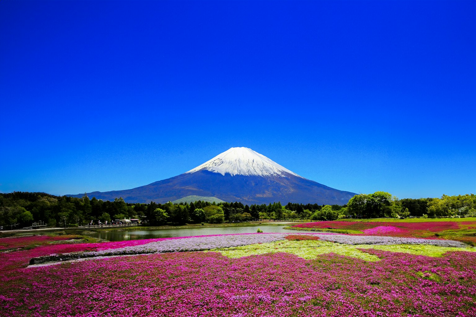 Vista escénica del Monte Fuji con campos de flores vibrantes