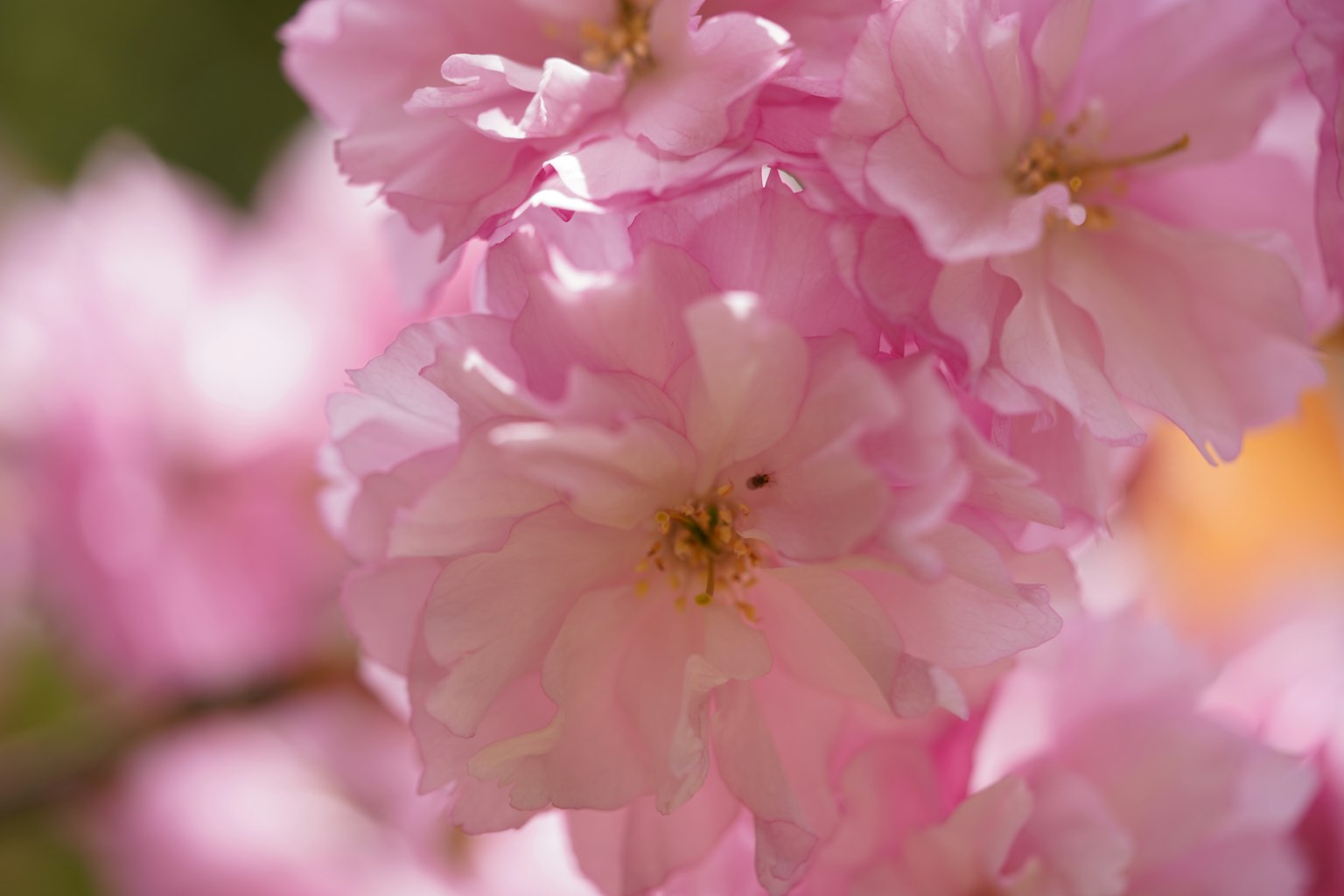 Primo piano di fiori di ciliegio in piena fioritura petali rosa con centri gialli