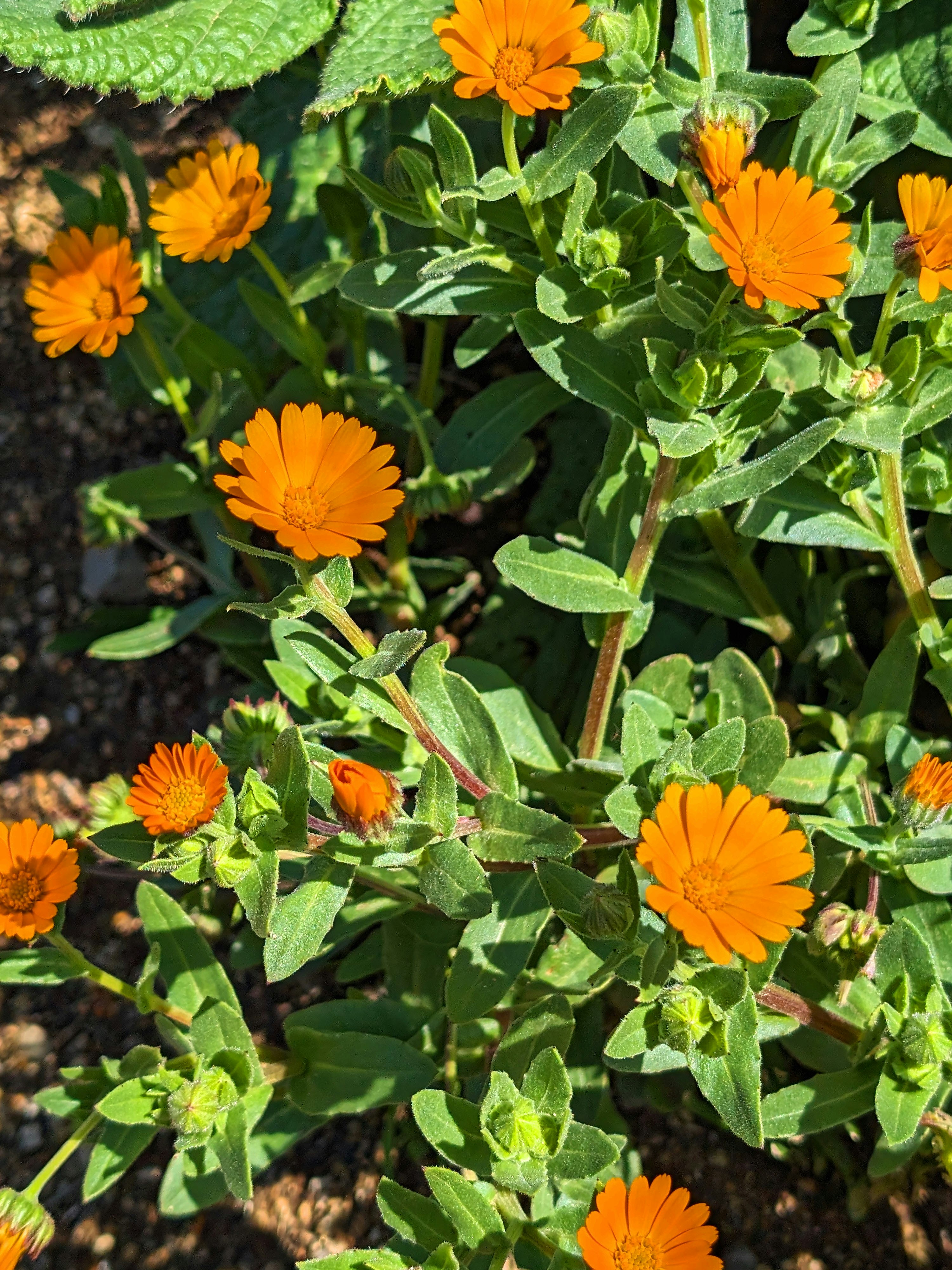 gros plan de fleurs de souci (calendula) et de feuilles qui poussent naturellement