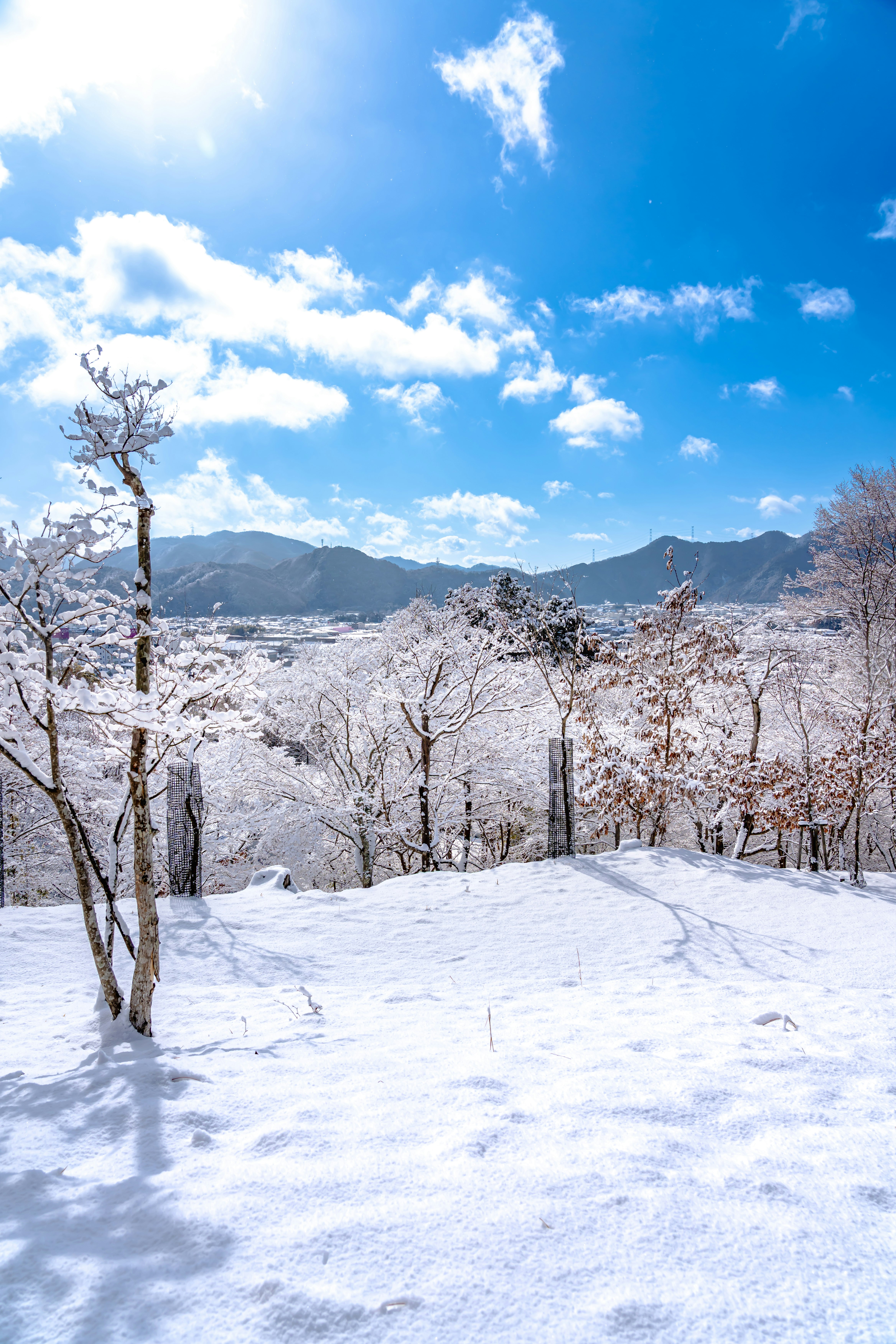 雪の積もる桜並木と山並みの冬景色