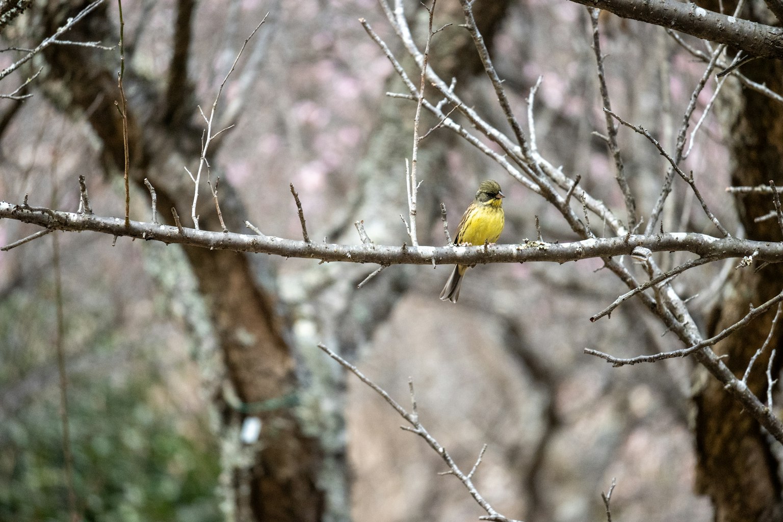 Un pequeño pájaro amarillo posado en una rama en una escena invernal