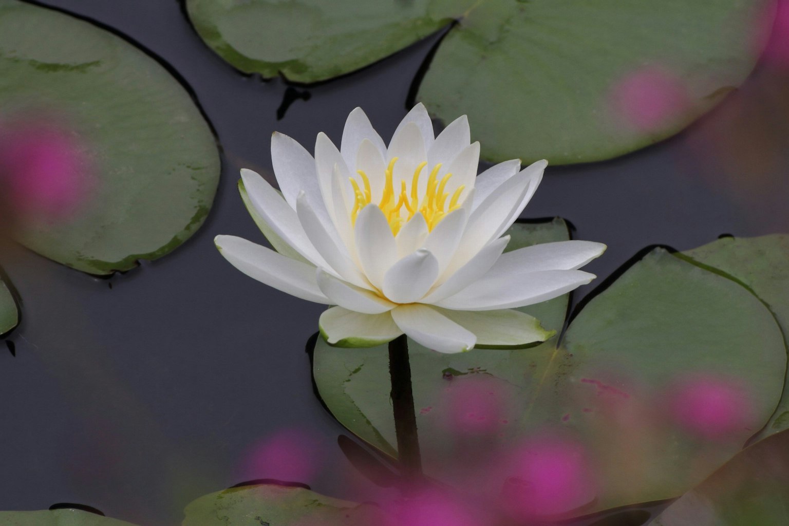 白色蓮花漂浮在綠色睡蓮葉上
