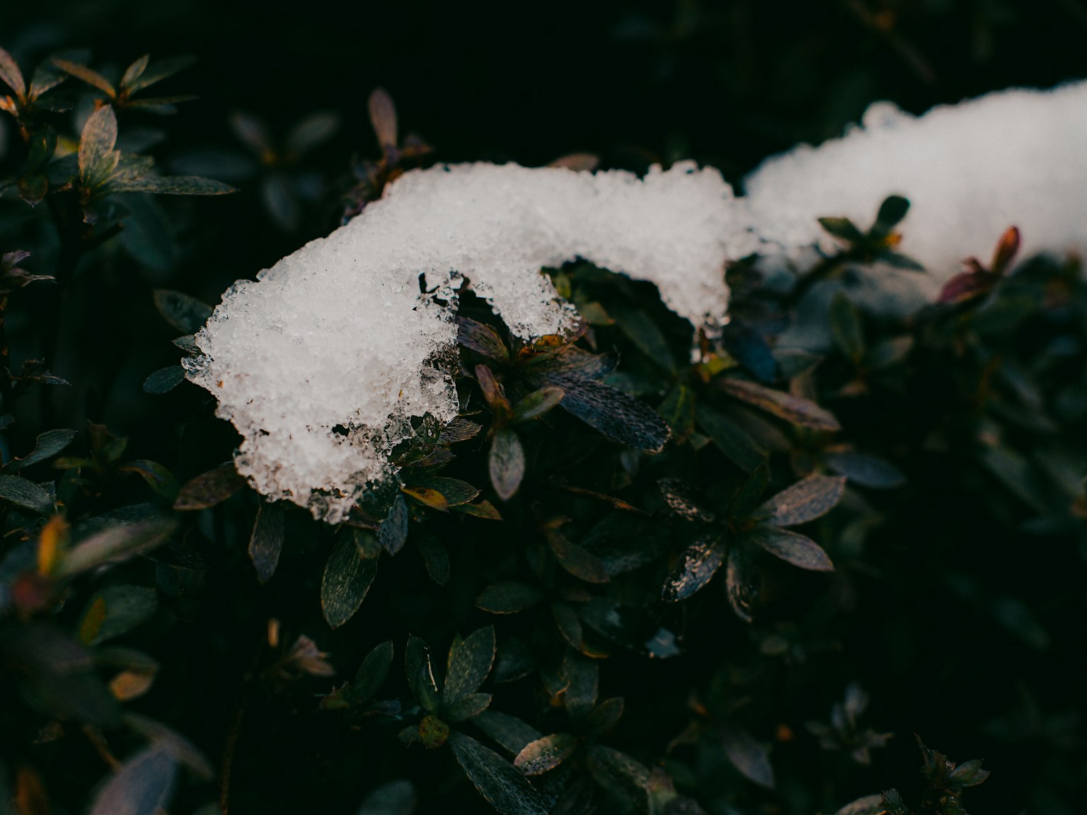 Nahaufnahme von grünen Blättern, die mit Schnee bedeckt sind