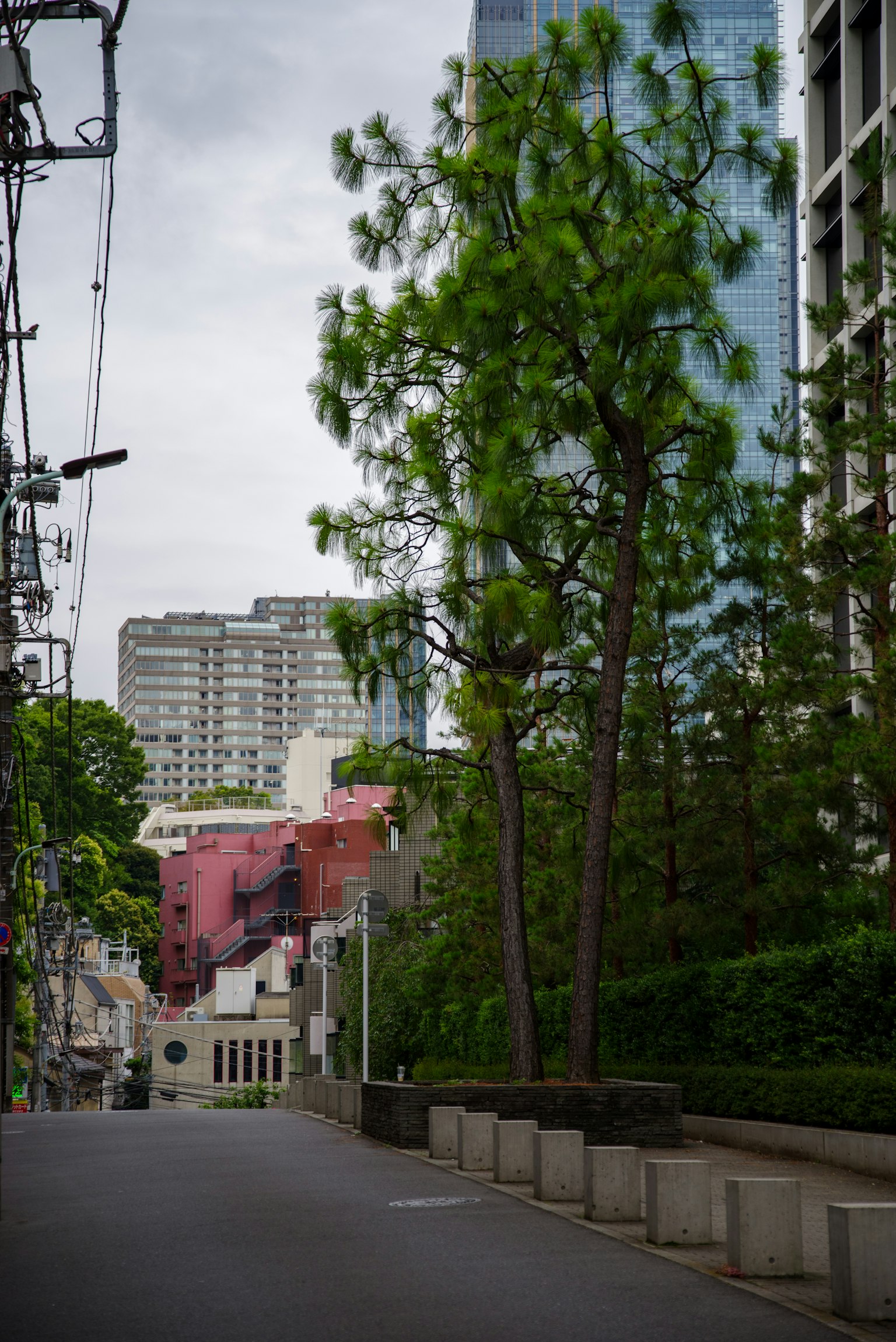 城市街道場景，特色繁茂的樹木和高樓大廈