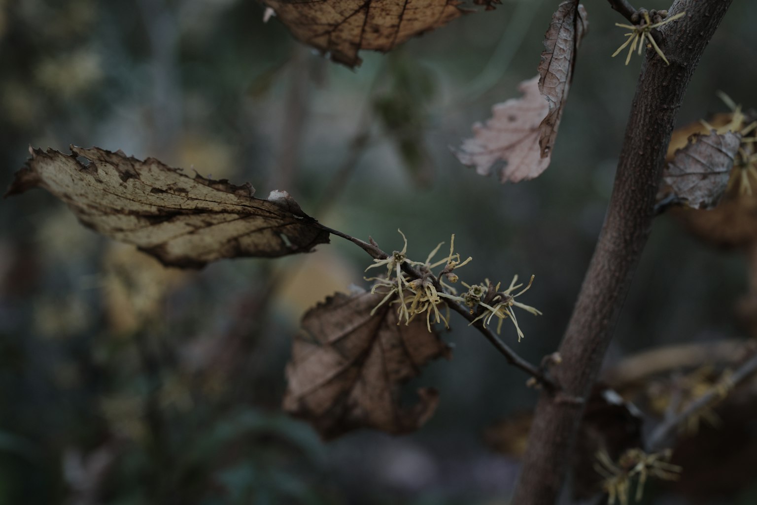 Une branche avec des fleurs jaunes et des feuilles sèches sur un fond sombre