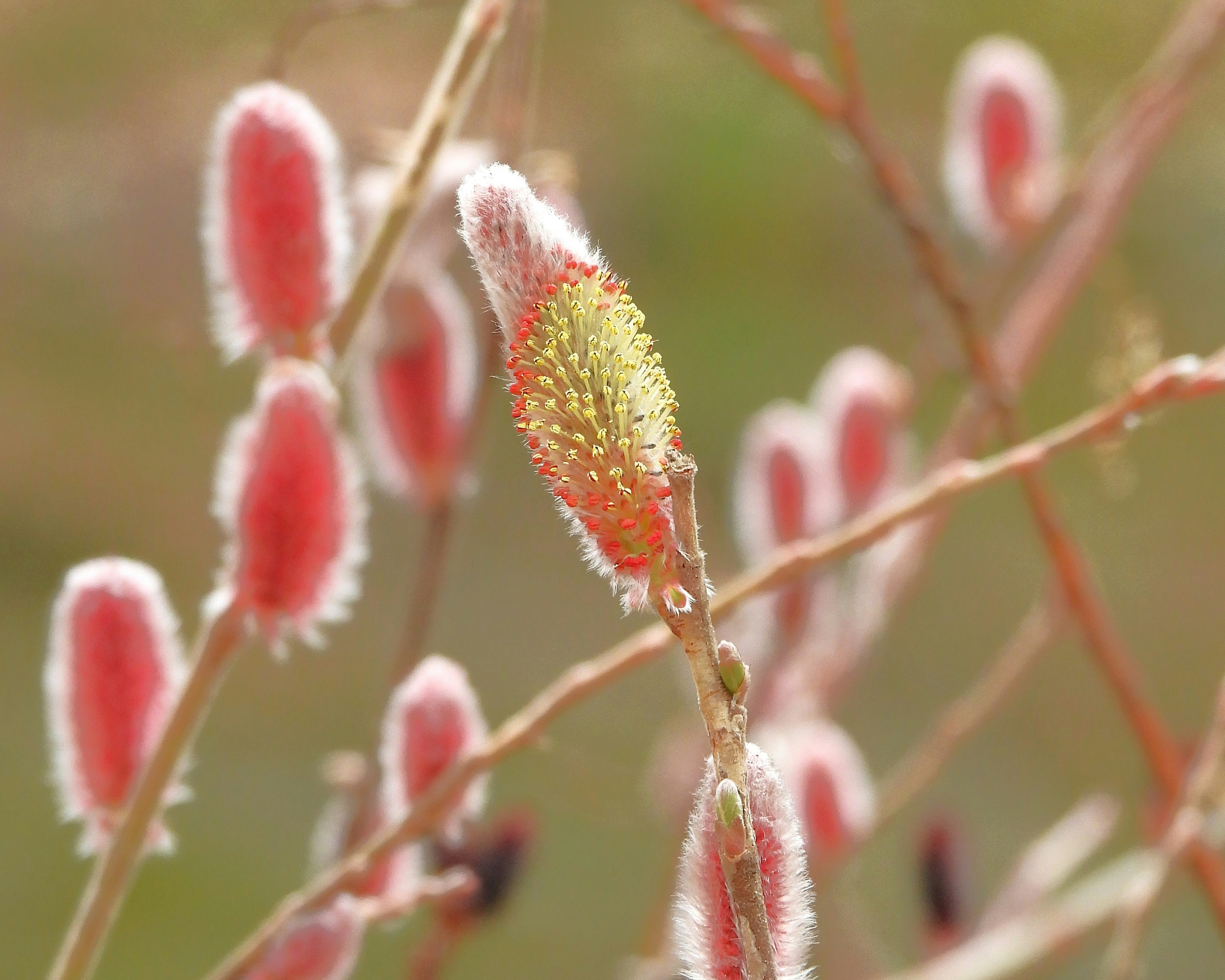 ネコヤナギの花穂が揺れる京都府立植物園の春の草花
