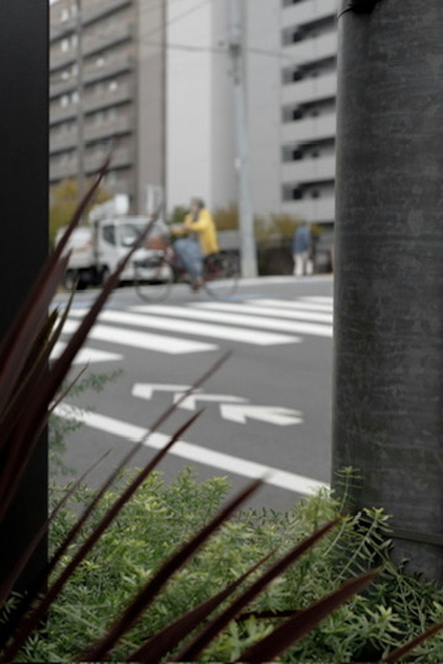 Primer plano de un paso peatonal y plantas en una esquina de la calle