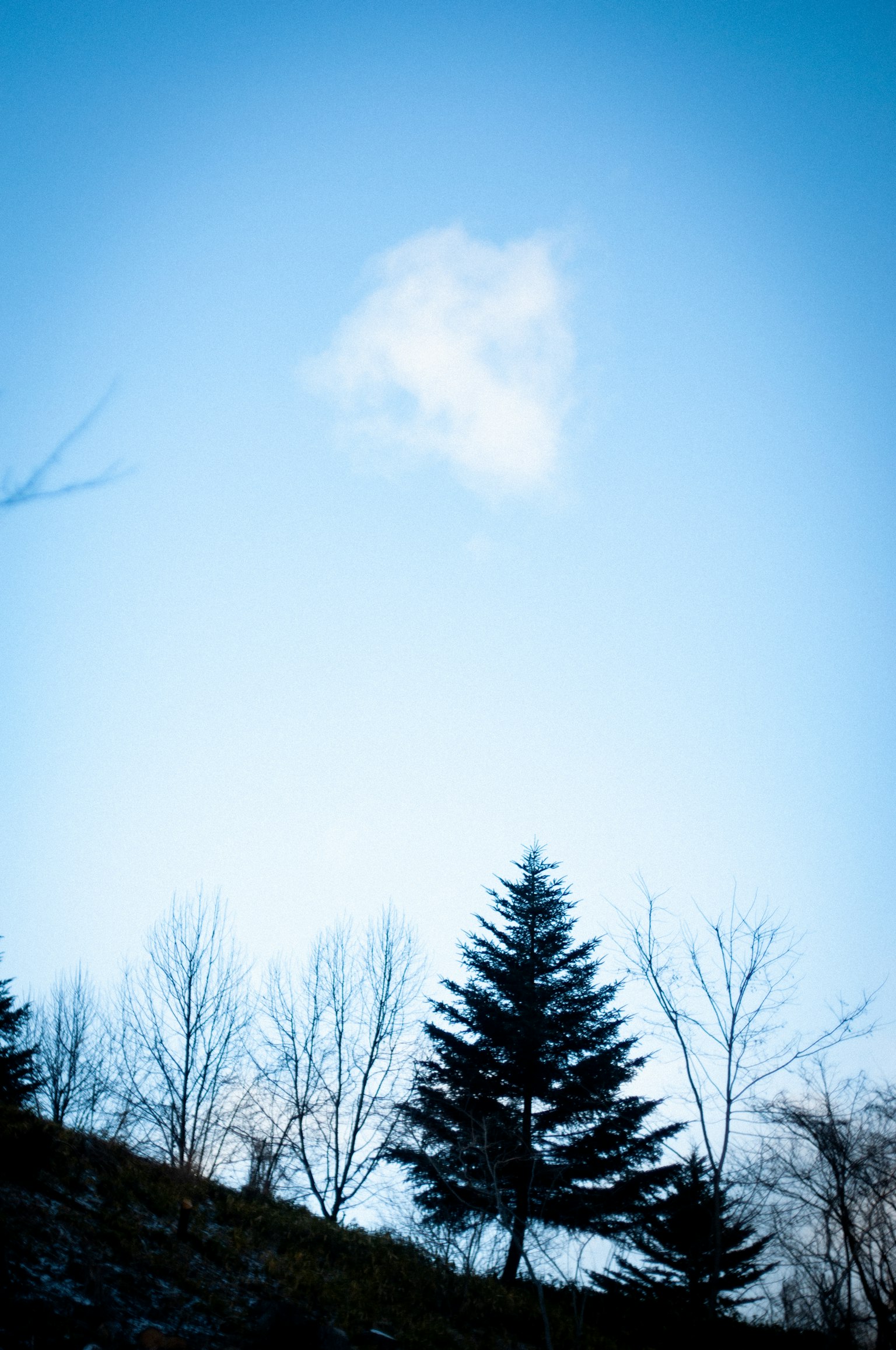 Un nuage blanc flottant dans un ciel bleu avec des silhouettes d'arbres