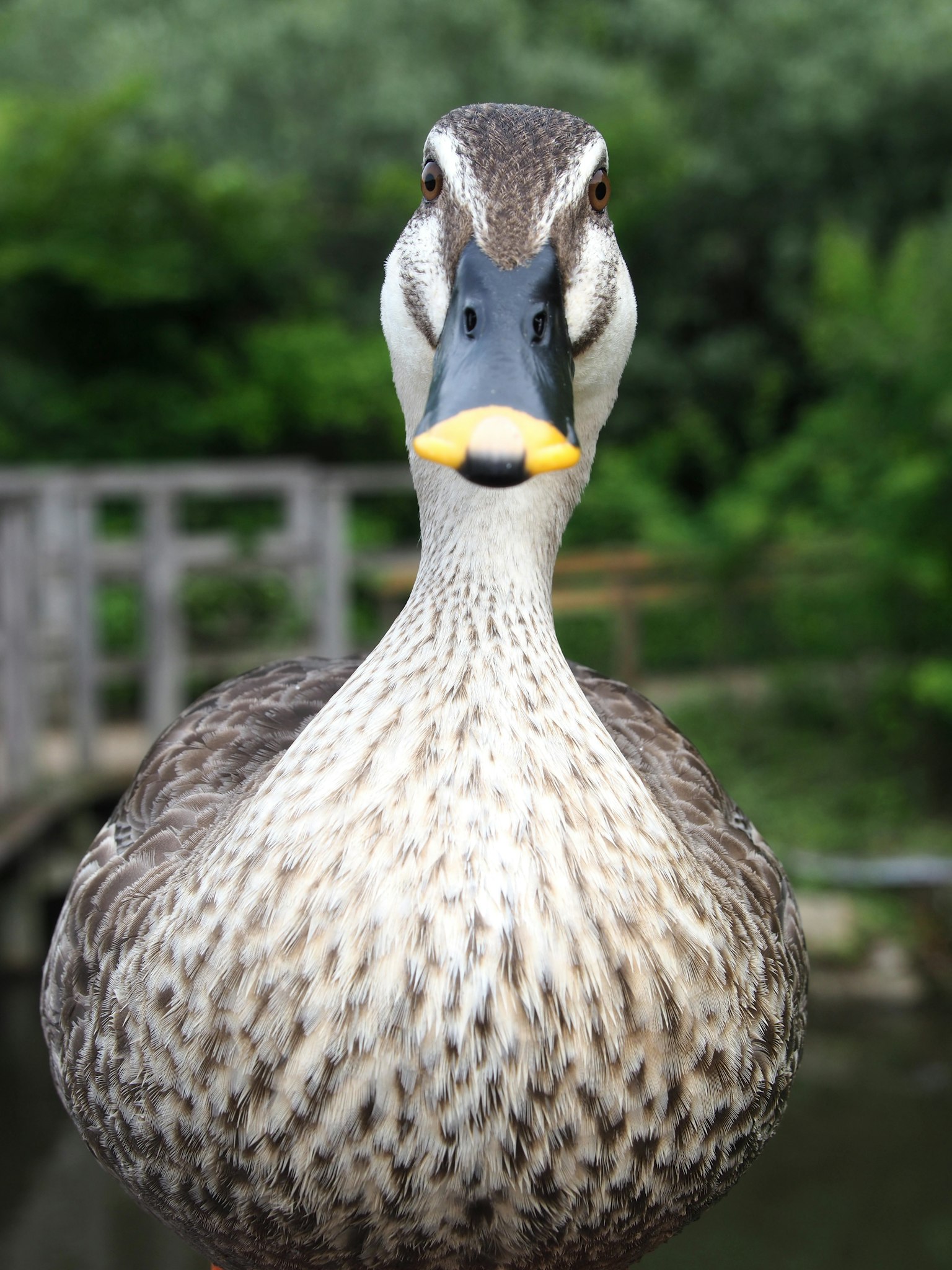 Acercamiento de un pato junto al agua con un pico amarillo y plumas con patrones