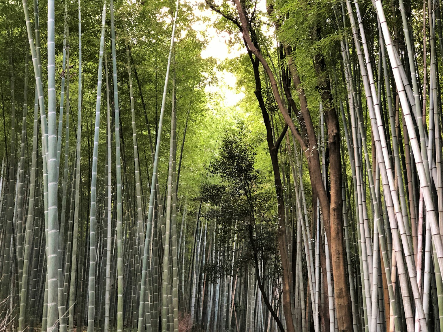 郁郁蔥蔥的竹林和纖細的竹竿