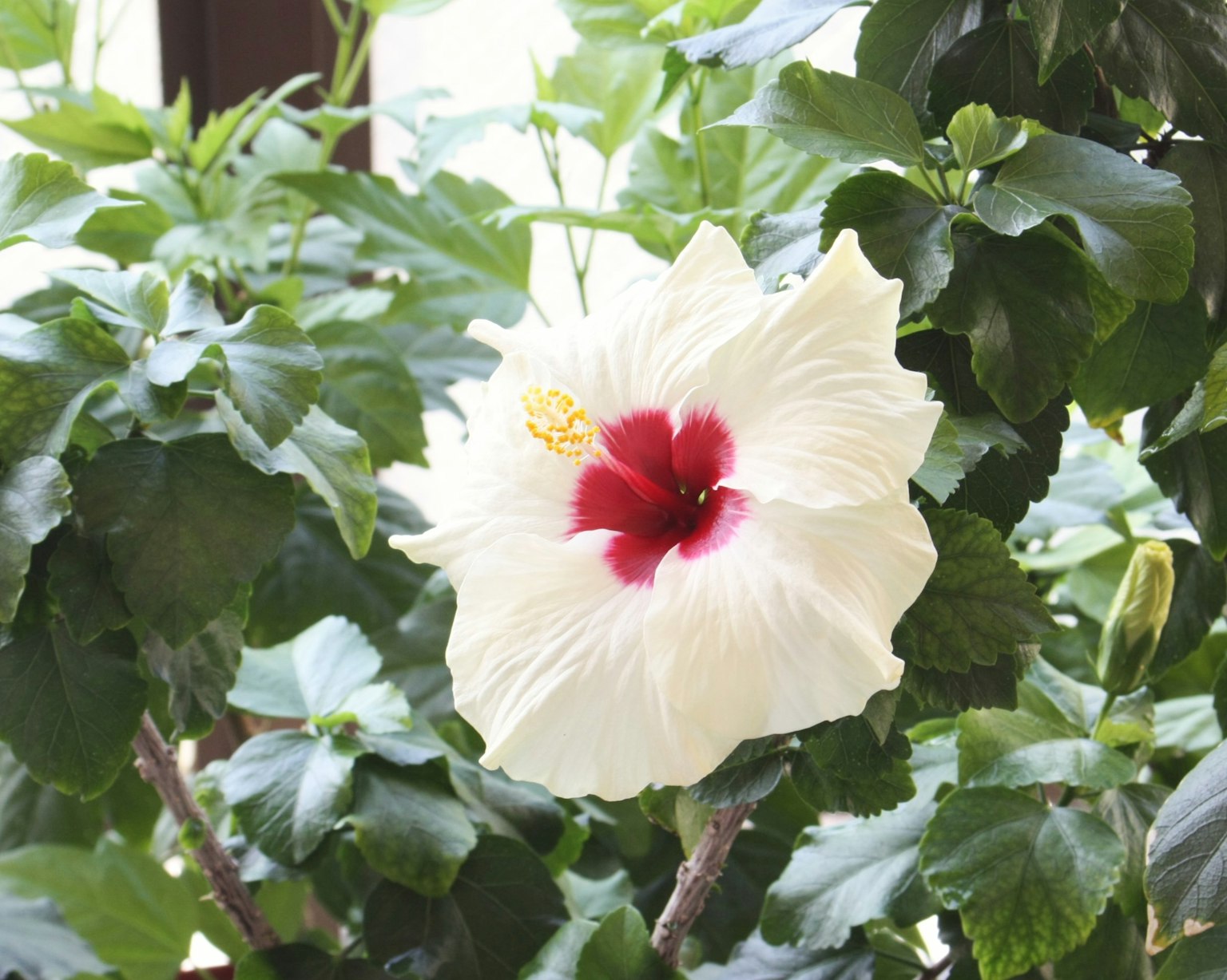 Fleur d'hibiscus blanche avec un centre rouge entourée de feuilles vertes