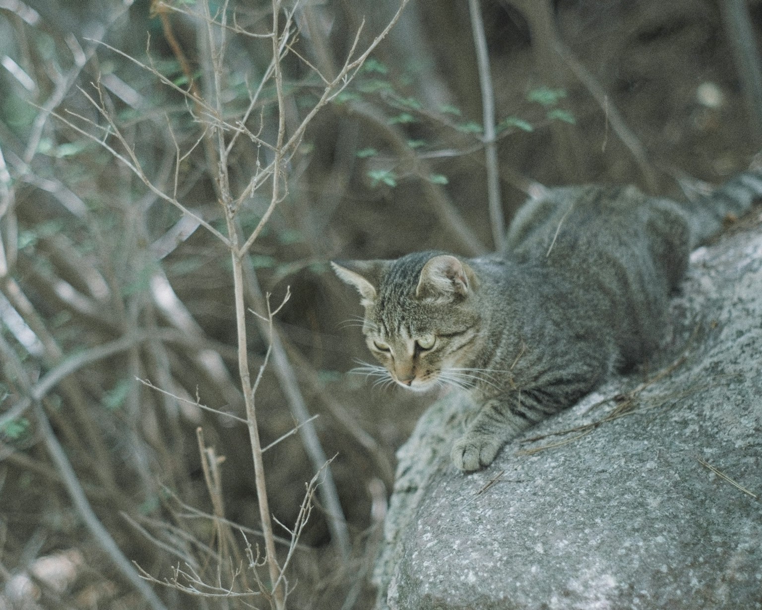 Un gato salvaje sentado en una roca observando silenciosamente en el bosque