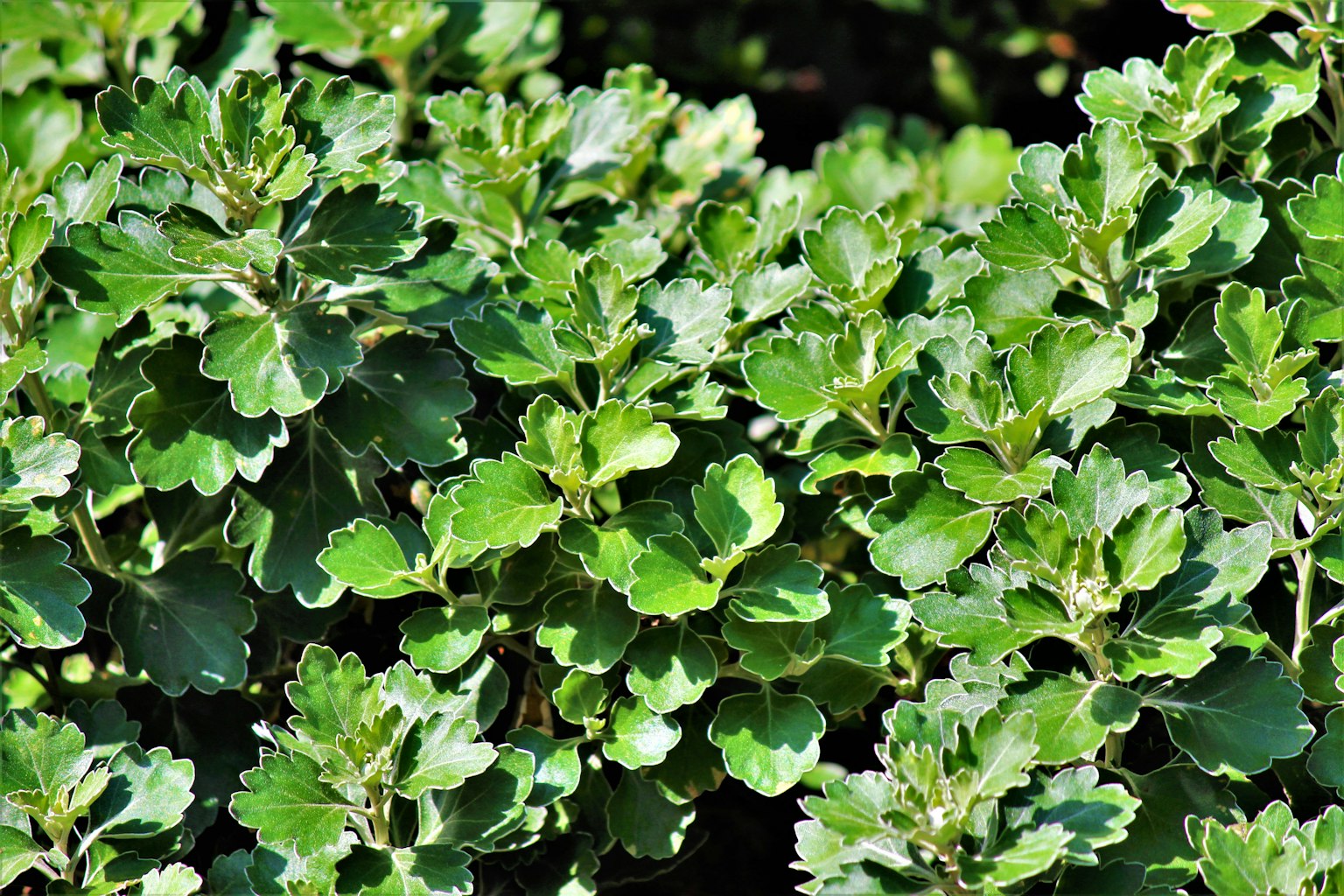 Gros plan sur des feuilles vertes luxuriantes d'une plante